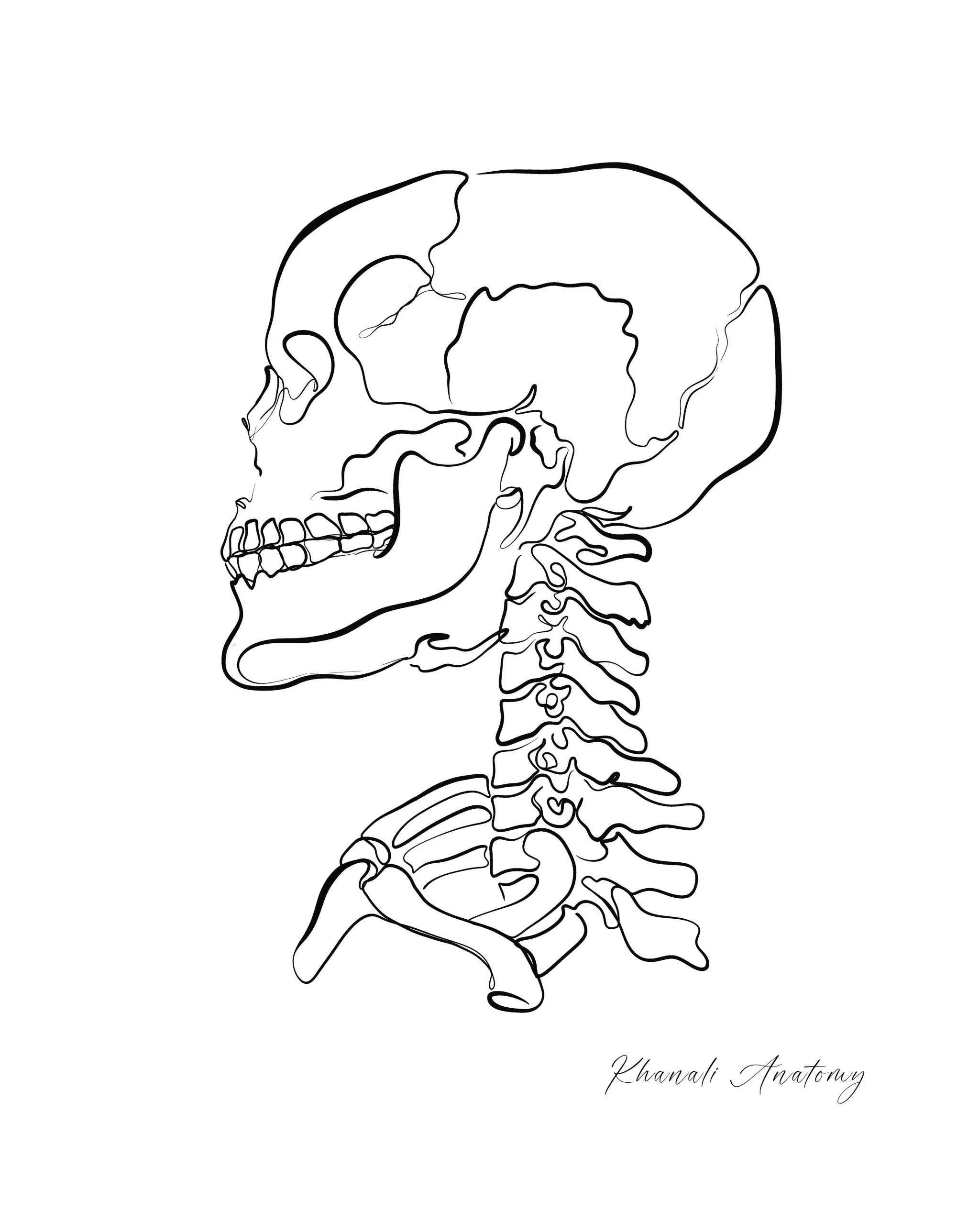 Line drawing of the skull, jaw and neck from the side, showing how the jaw sits on top of the cervical spine. PhysioVictory, Conroe.