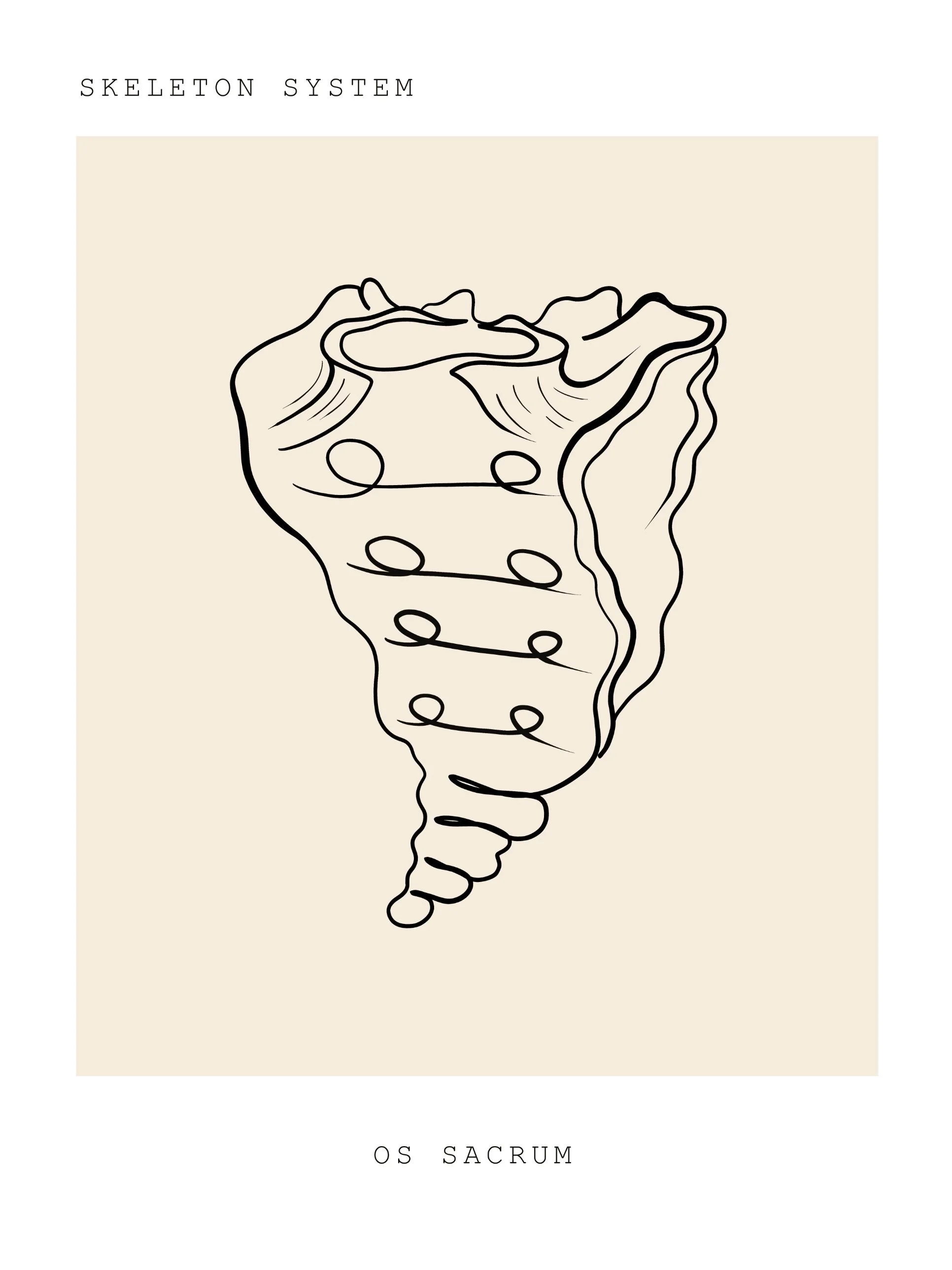 Line drawing of the sacrum, the bone at the base of the spine that anchors the pelvic floor. Pelvic floor therapy at PhysioVictory in Conroe, TX.