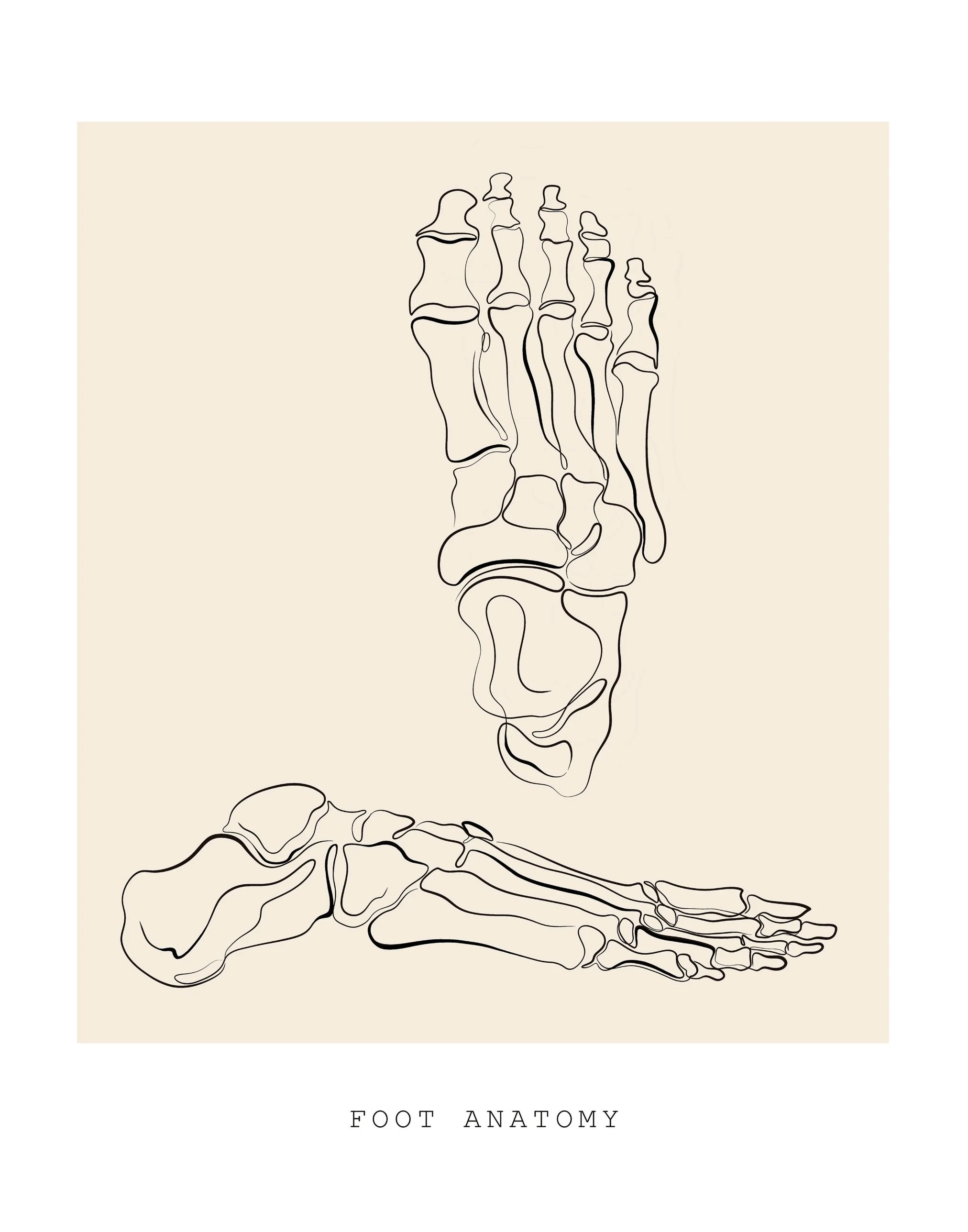 Line drawing of the bones of the foot. Foot and ankle physical therapy at PhysioVictory in Conroe, TX.