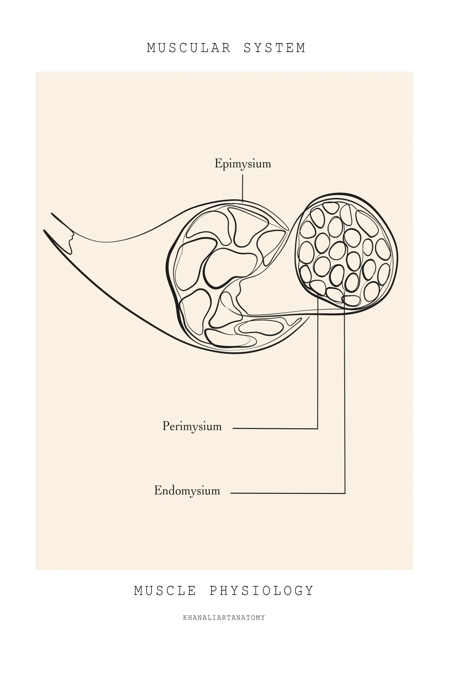 Line drawing of a muscle cross-section showing epimysium, perimysium and endomysium. Dry needling physical therapy at PhysioVictory in Conroe, TX.