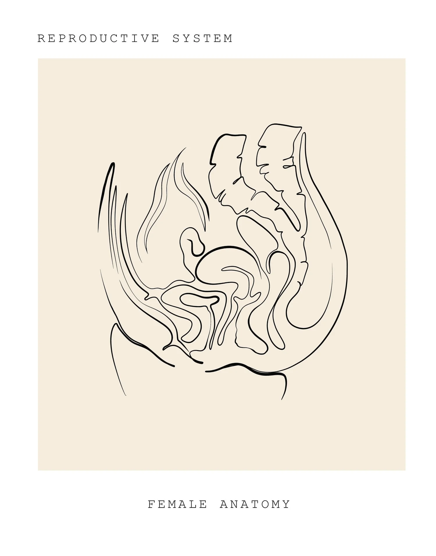 Line drawing of the female pelvis, side view. Postpartum pelvic floor physical therapy at PhysioVictory in Conroe, TX.