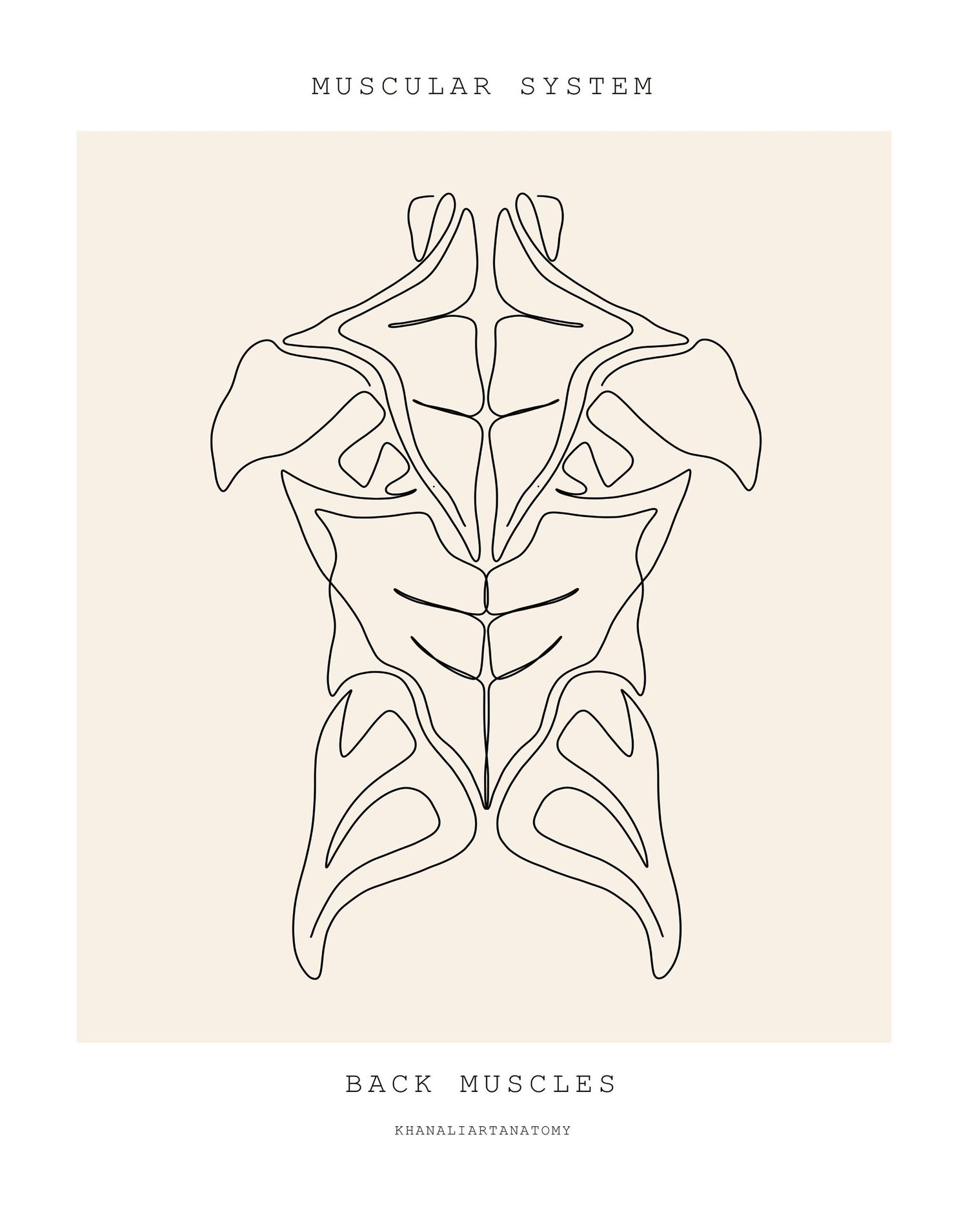 Line drawing of the back muscles. Postpartum pelvic floor physical therapy at PhysioVictory in Conroe, TX.