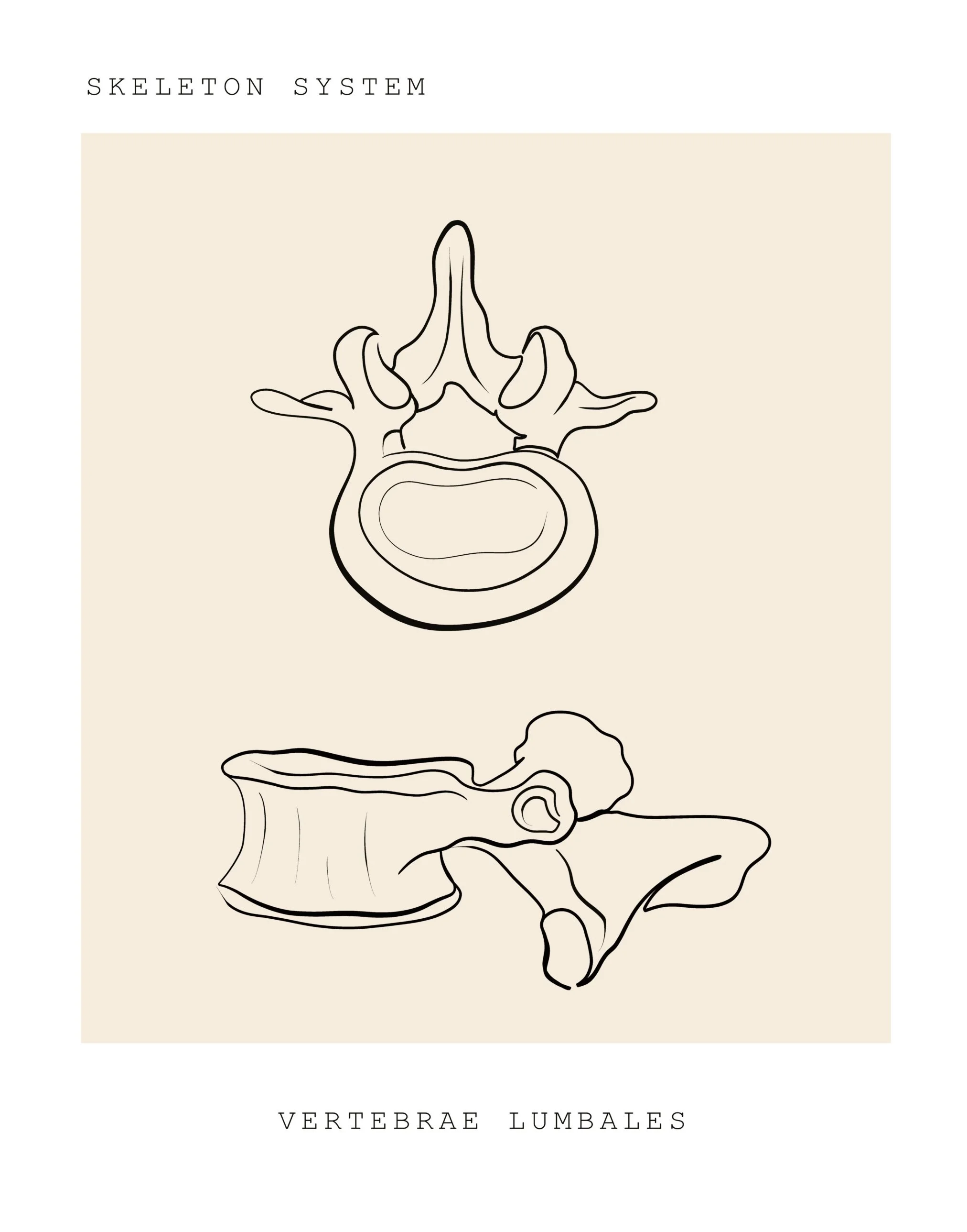 Line drawing of a lumbar vertebra from above and from the side. Back pain physical therapy at PhysioVictory in Conroe, TX.