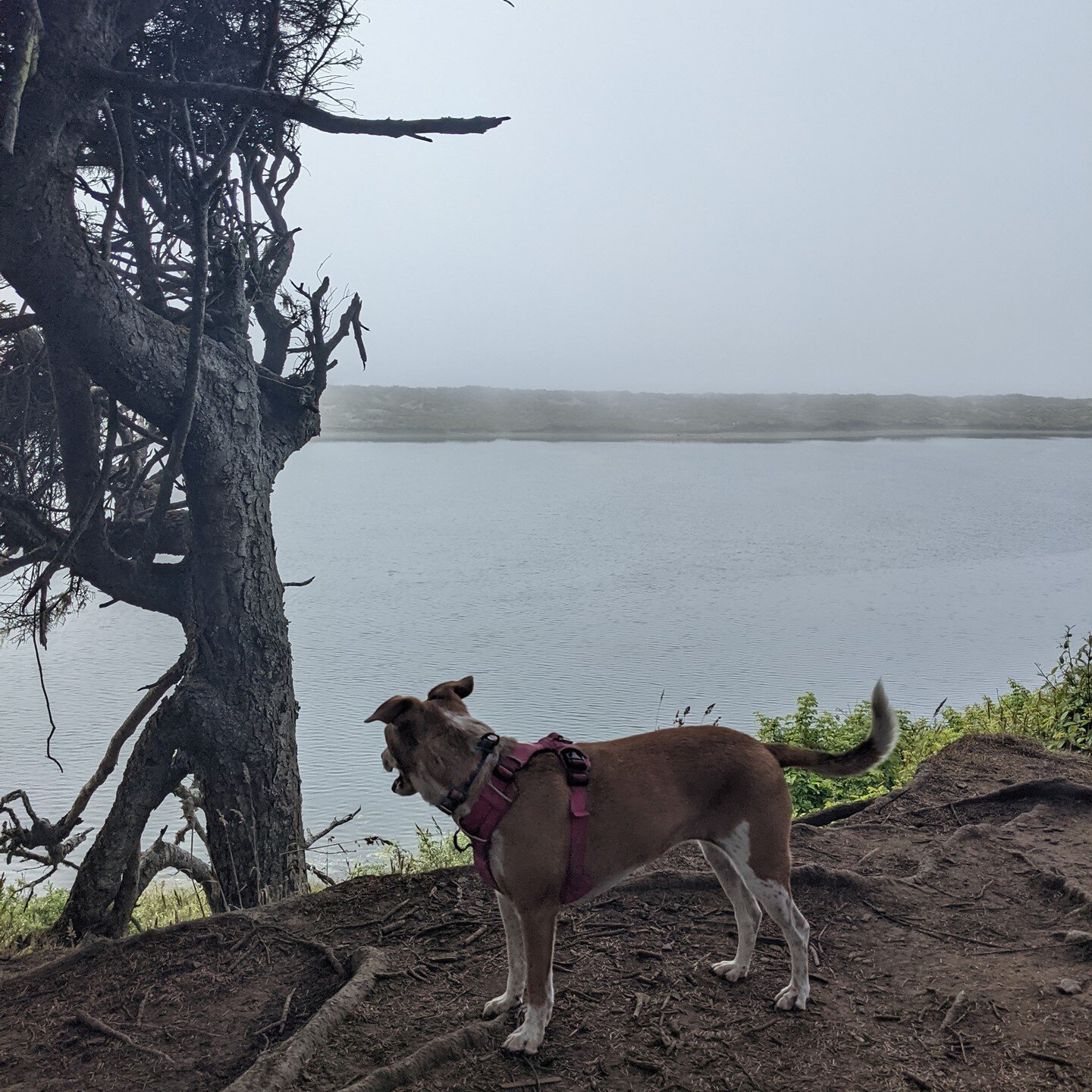 Saya started whining shortly after this because she hates sitting around too long for photoshoots 😹

#agoodgirl #sayatheadventuredog #madriver #mckdogpark #hillerpark