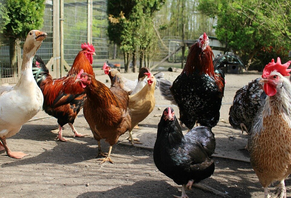 Group-Farm-Animals-Chickens-Farm-Poultry-Rural-1221342.jpg