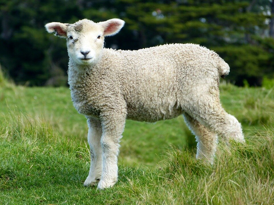 White-Animals-Goats-Furry-Lambs-Mammals-Sheep-275928.jpg