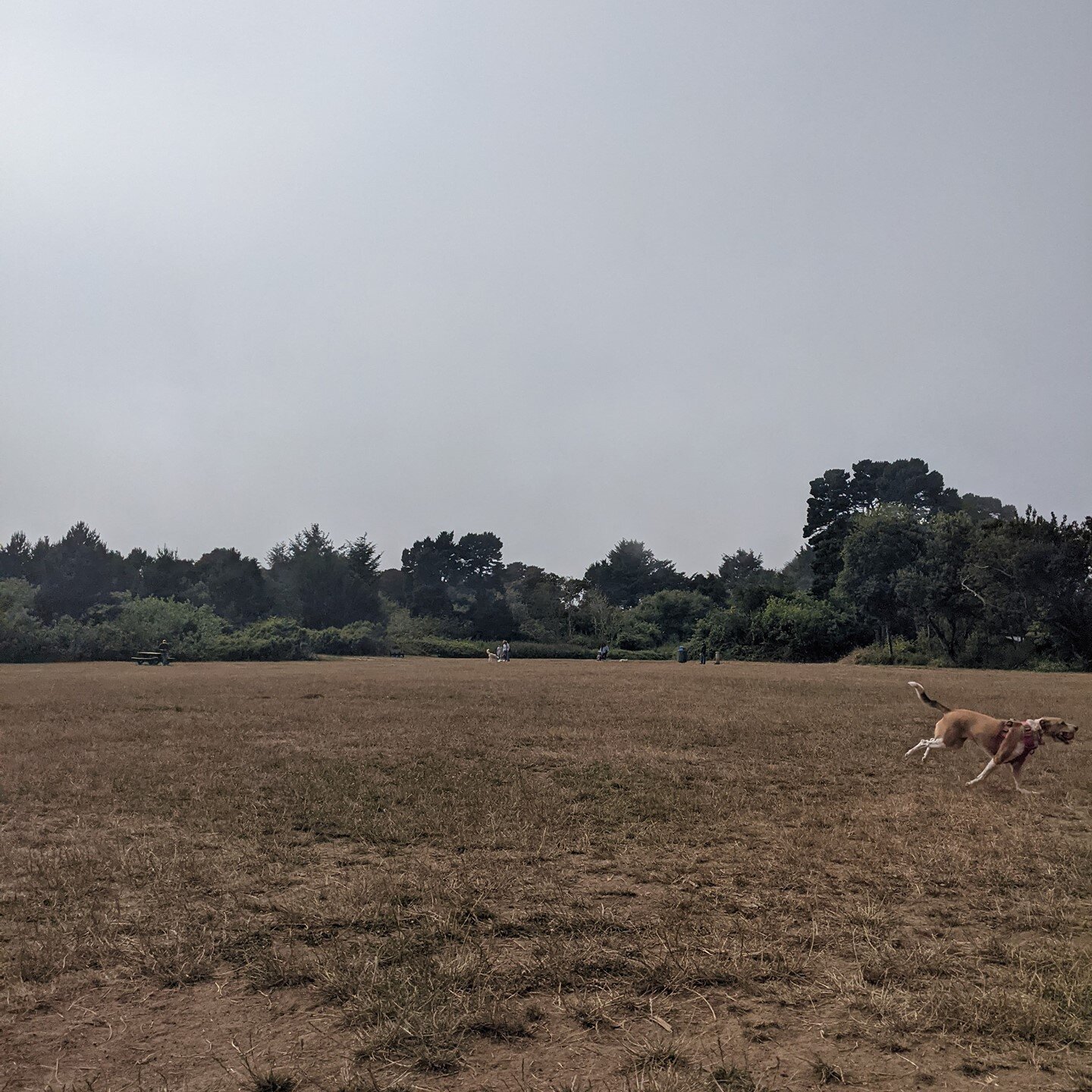 Zooming away

#agoodgirl #sayatheadventuredog #dogsofhumboldt #mckdogpark #hillerpark