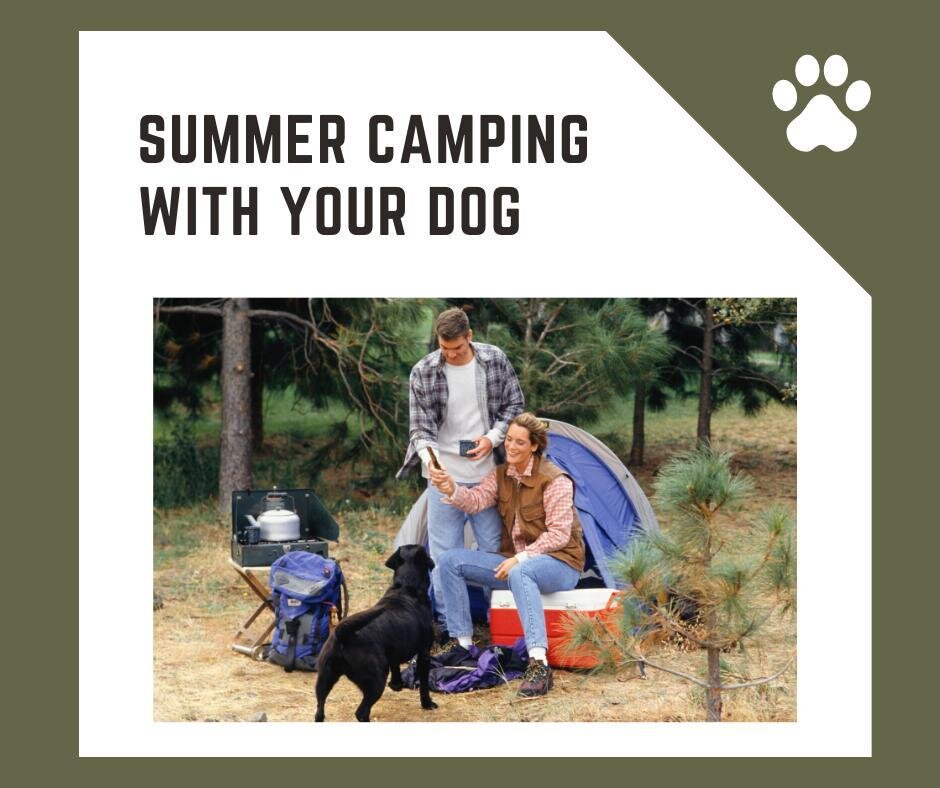 Taking your dog camping with you this summer? Follow these tips for a great camping trip! 1. Plan Ahead 2. Take A Picture of Your Dog 3. Never Leave Your Dog Unattended 4. Upgrade Your Gear 5. Watch Out for Allergies 6. Bring Plenty of Toys 7. Provid