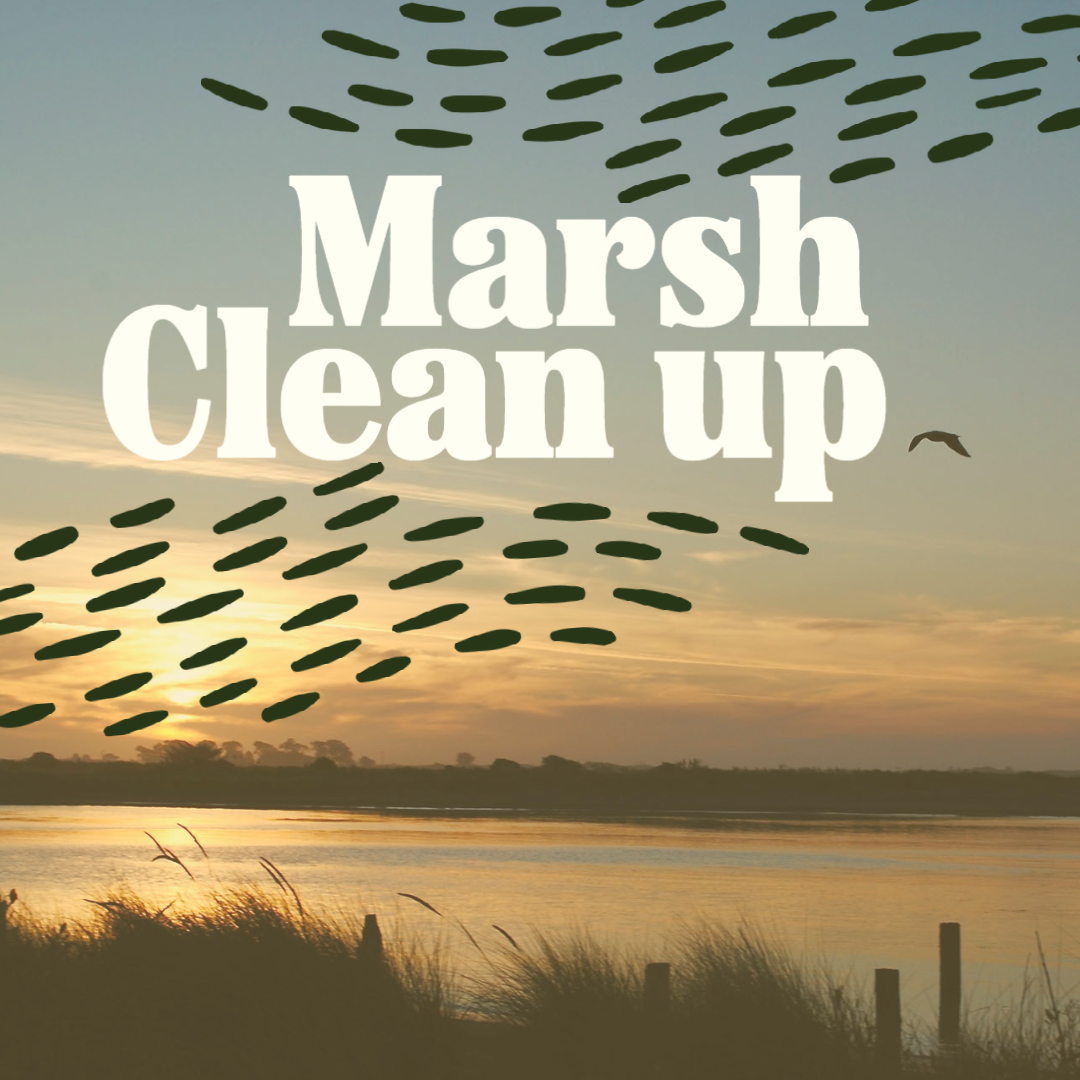 Marsh Clean up