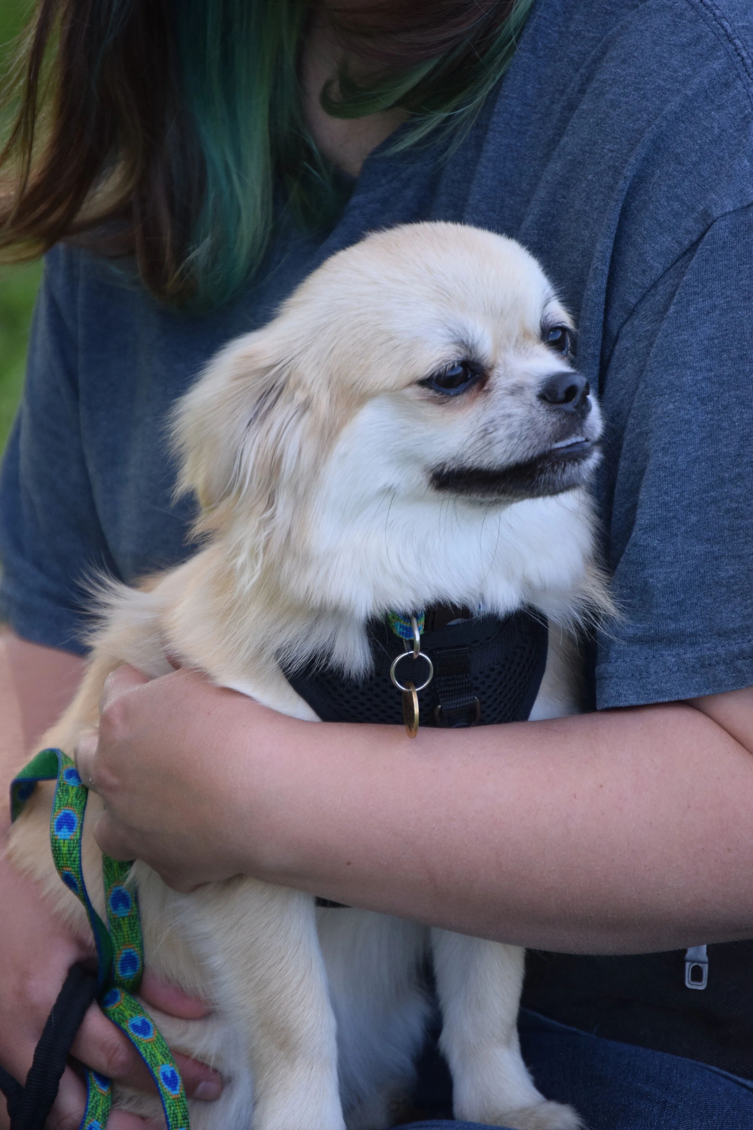 Paws to Play Dog Training