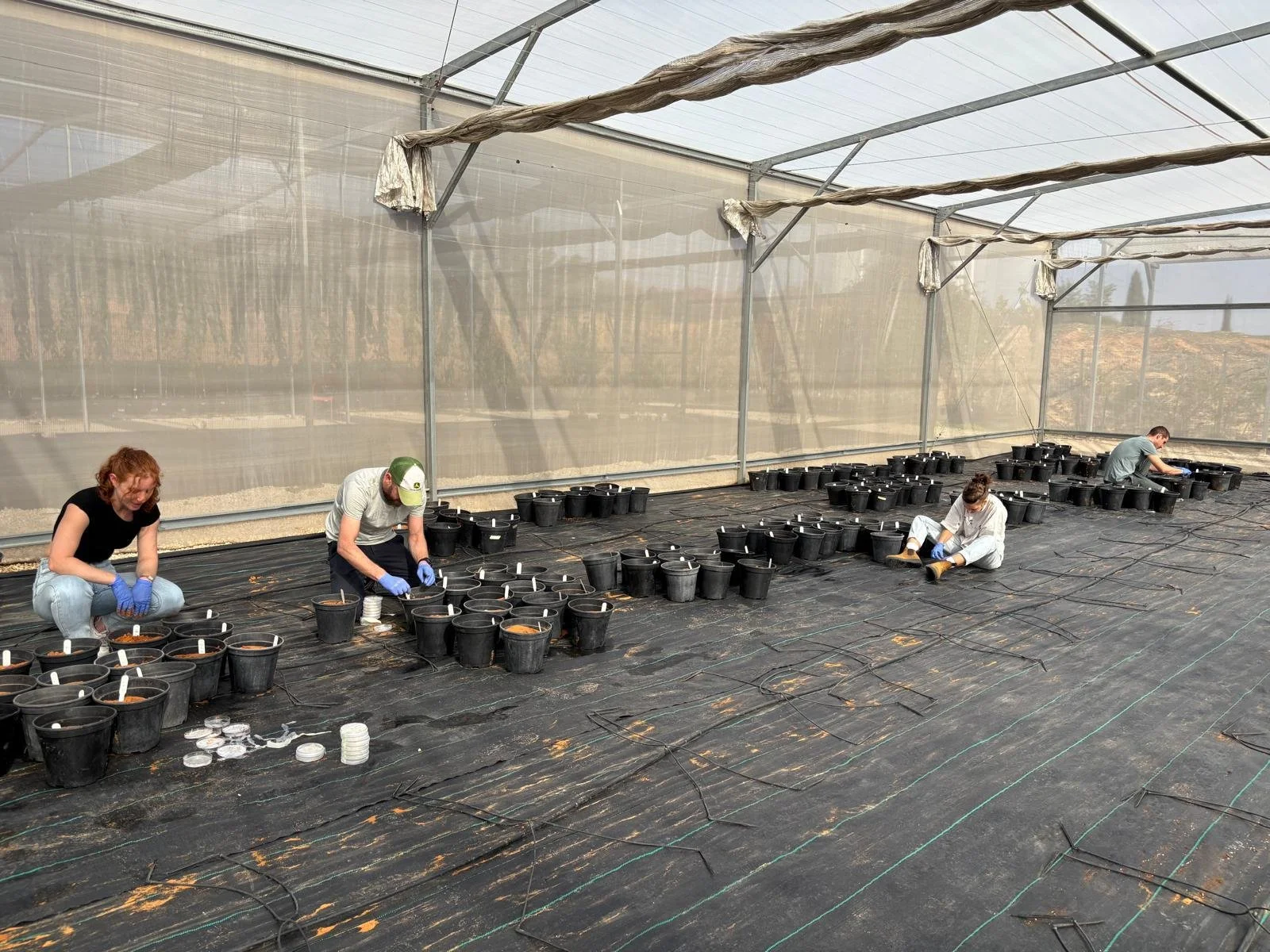 Setting up our wheat experiment in the greenhouse
