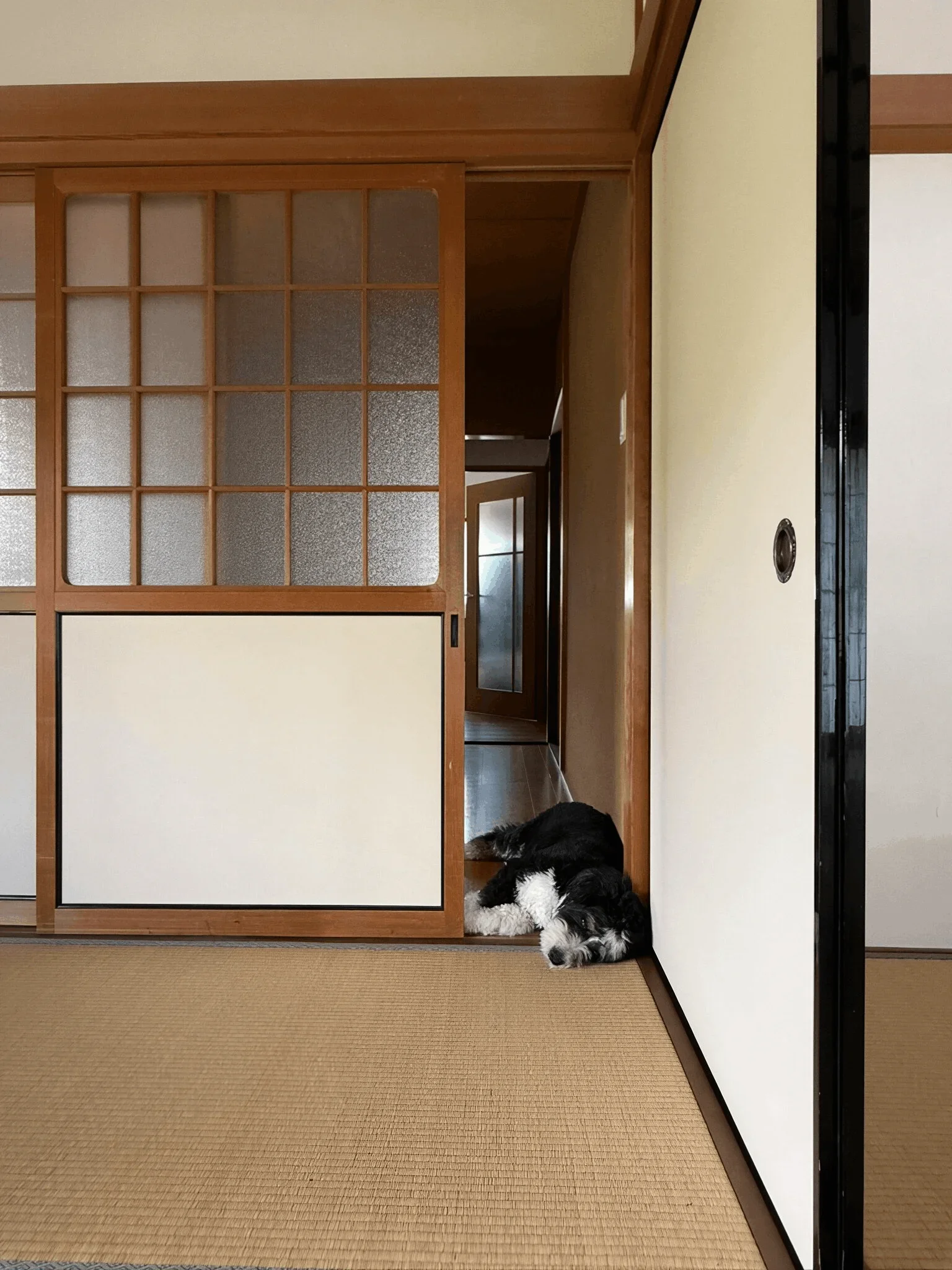 Japanese home tatami room shoji screen dog.webp