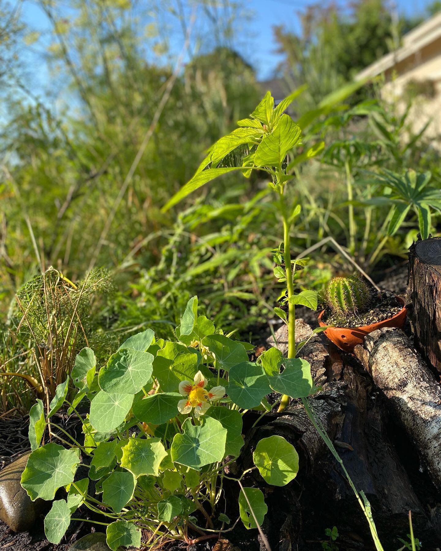 Amaranth, nasturtium, milkweed, lupine, St. John&rsquo;s wort, fennel, tulsi, squash, yarrow, foxglove&hellip;. A few beauties in the front yard meadow.