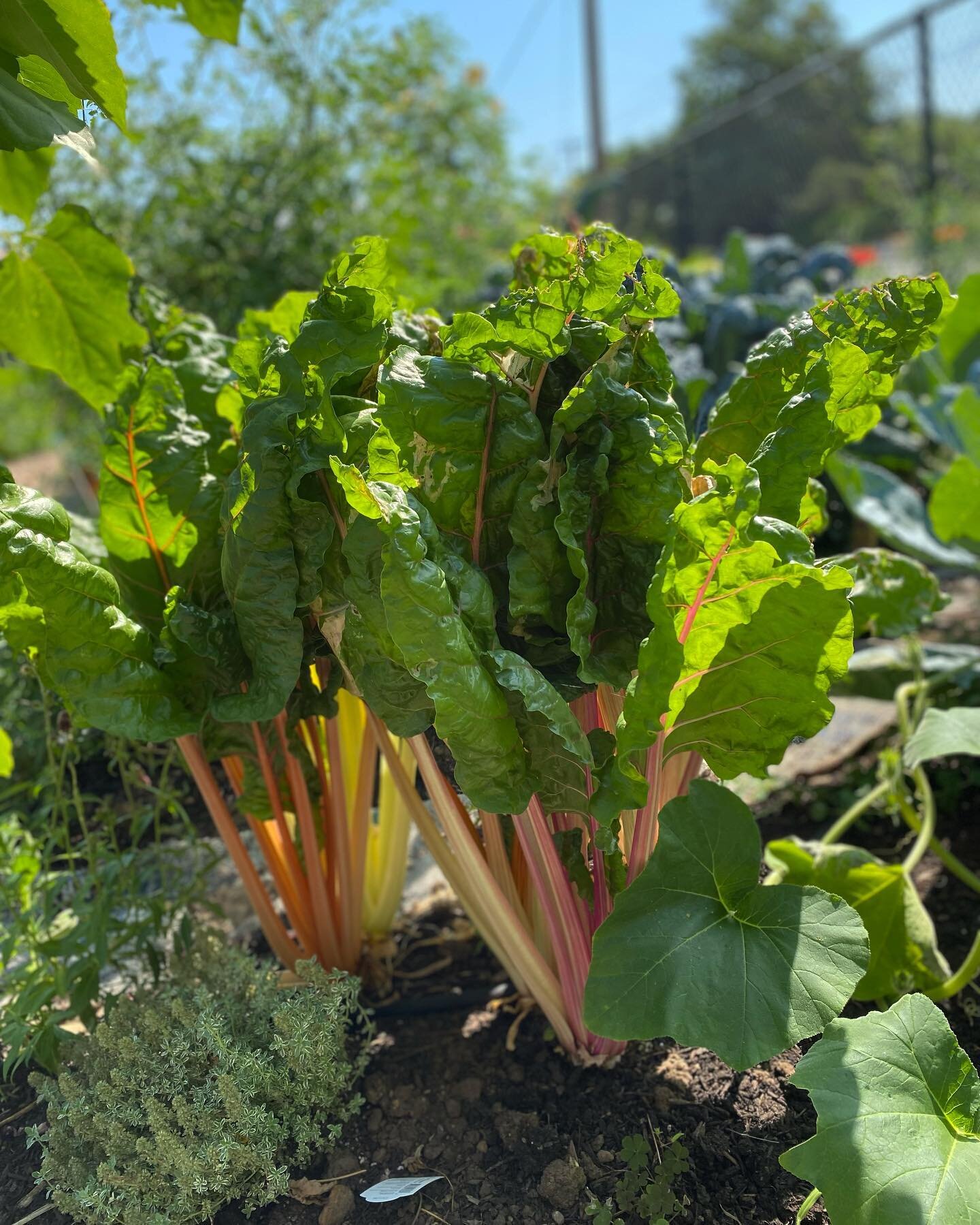 Garden check-ins. 🌱⚡️🔥