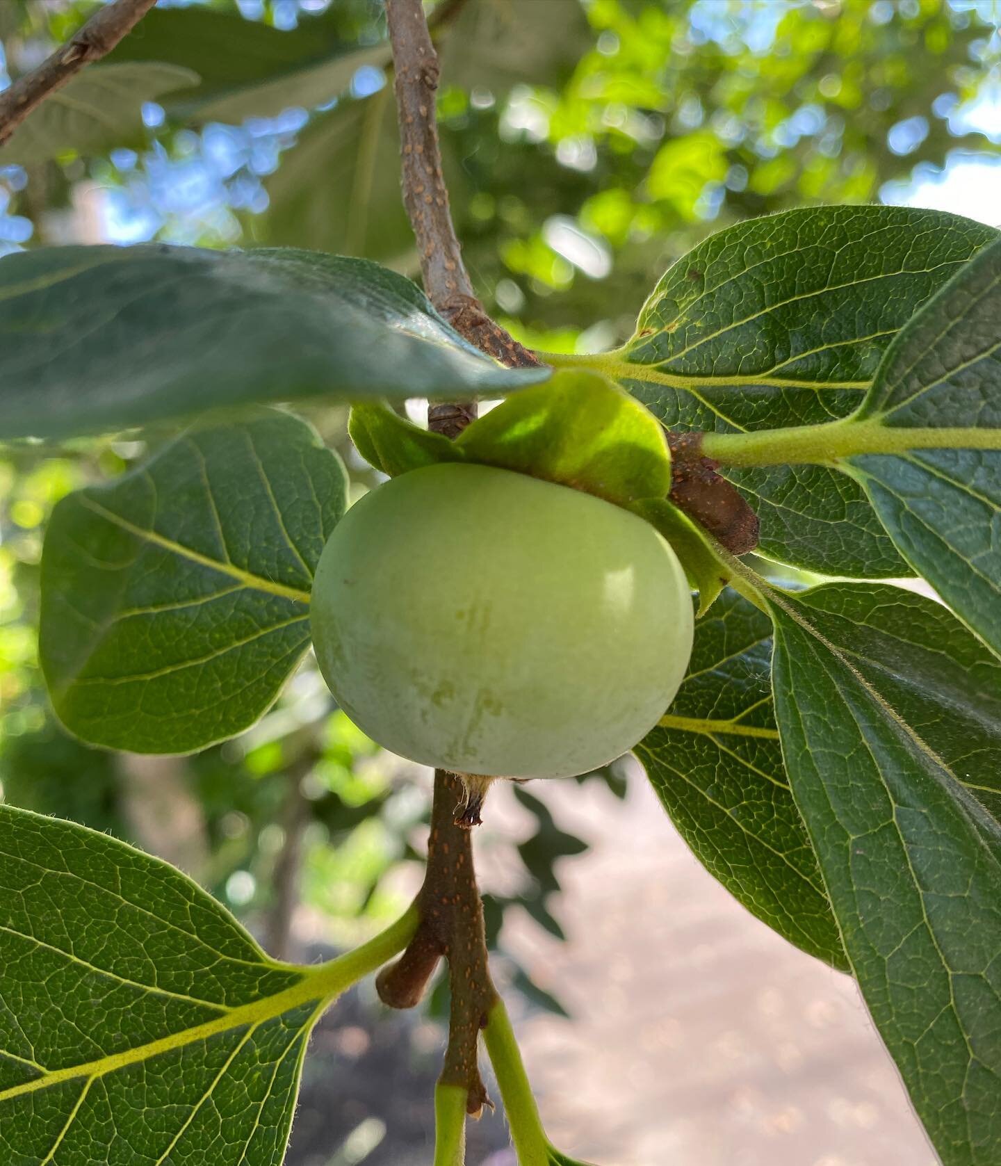 Persimmons are happening!