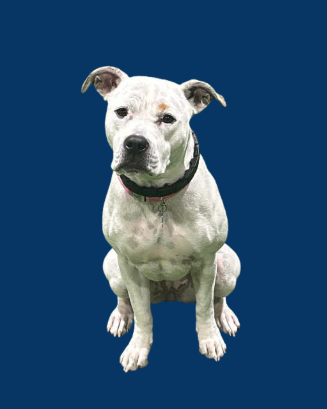 riley dog physical therapy clinic West Bloomfield