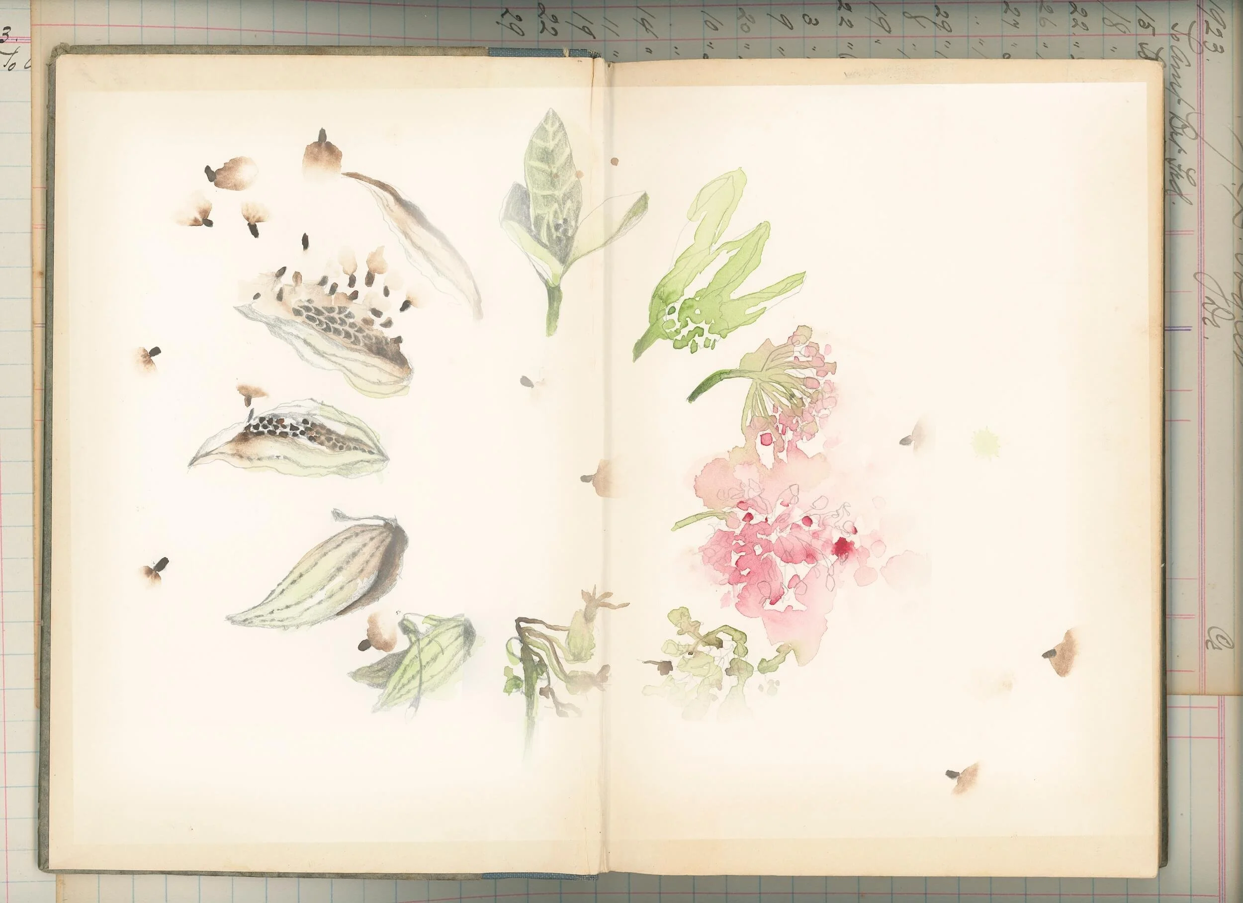 milkweed cycle inside historic book for developmental editing services