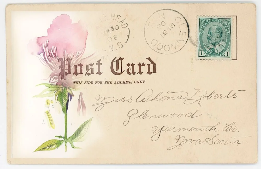 Bee balm painted on historic postcard FAQ partial edit