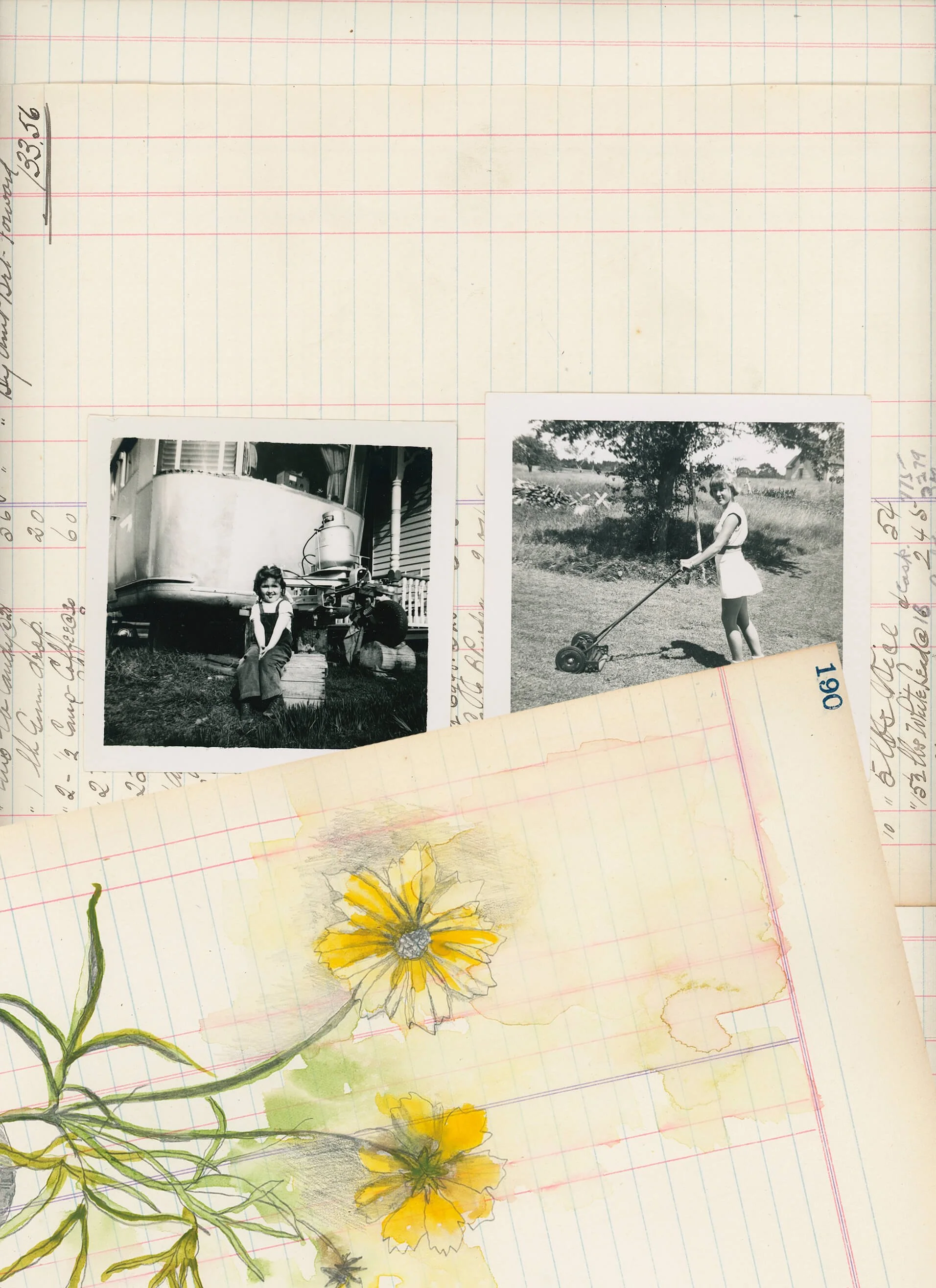 historical photo coreopsis flower painting FAQ query letter