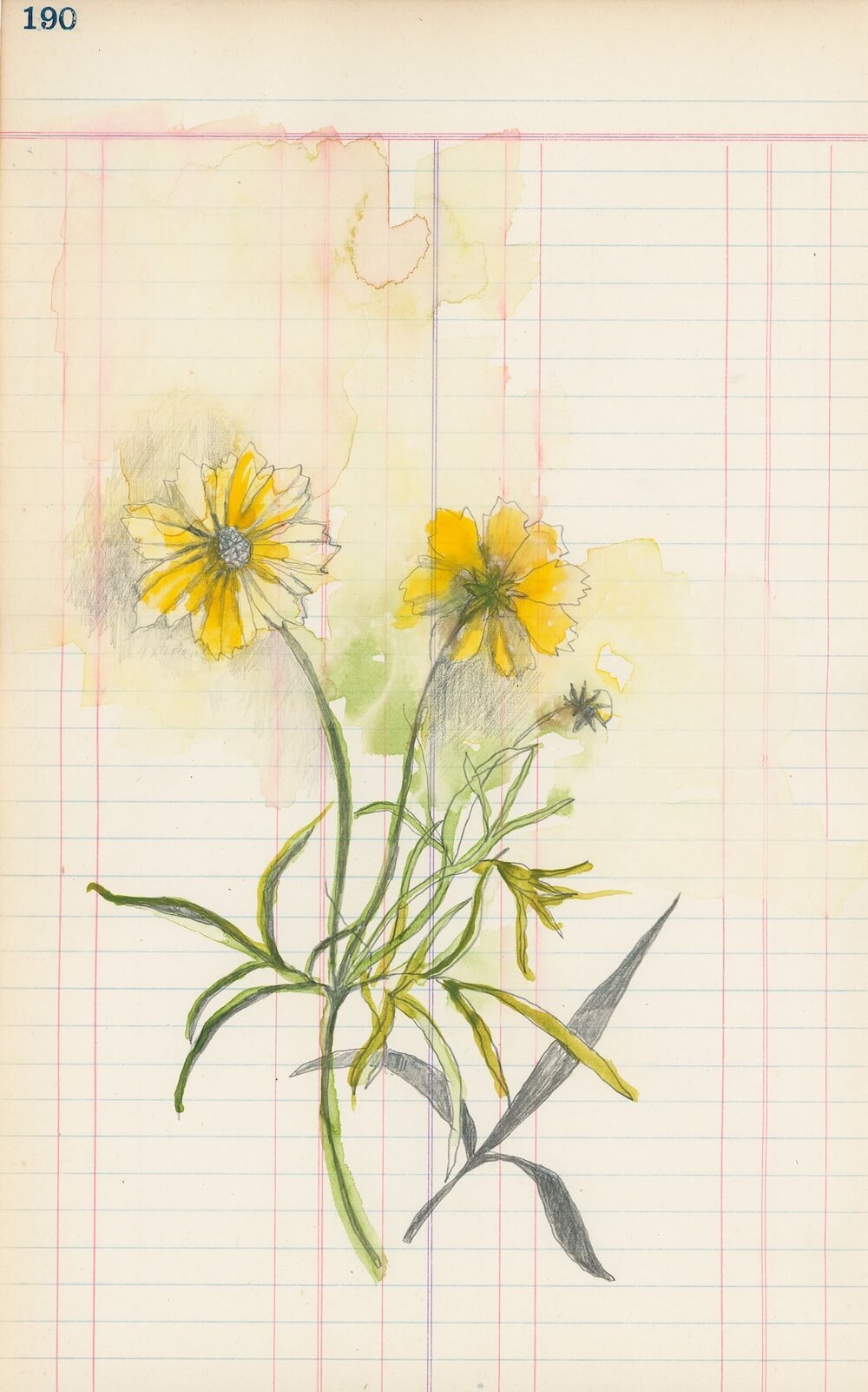 Plains coreopsis flower for query letter review service