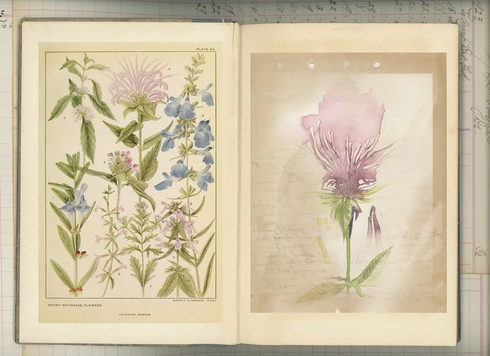 Creative Roots Editorial Services Developmental Edit