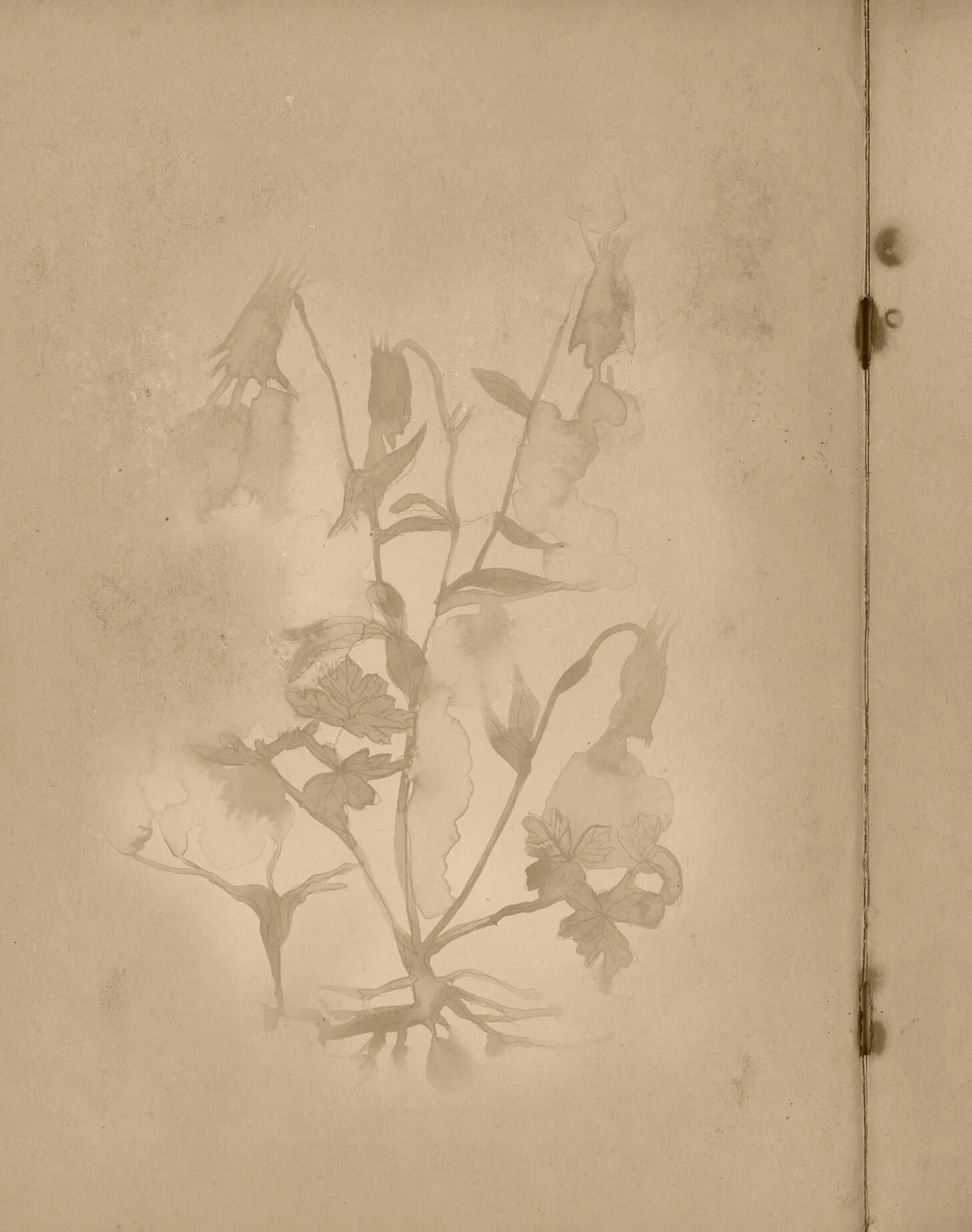 columbine painting on old document grayscale