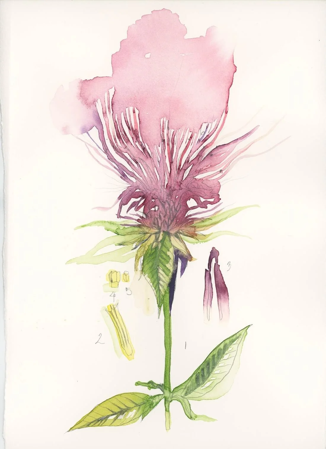 Pink Bee balm flower for partial edit service