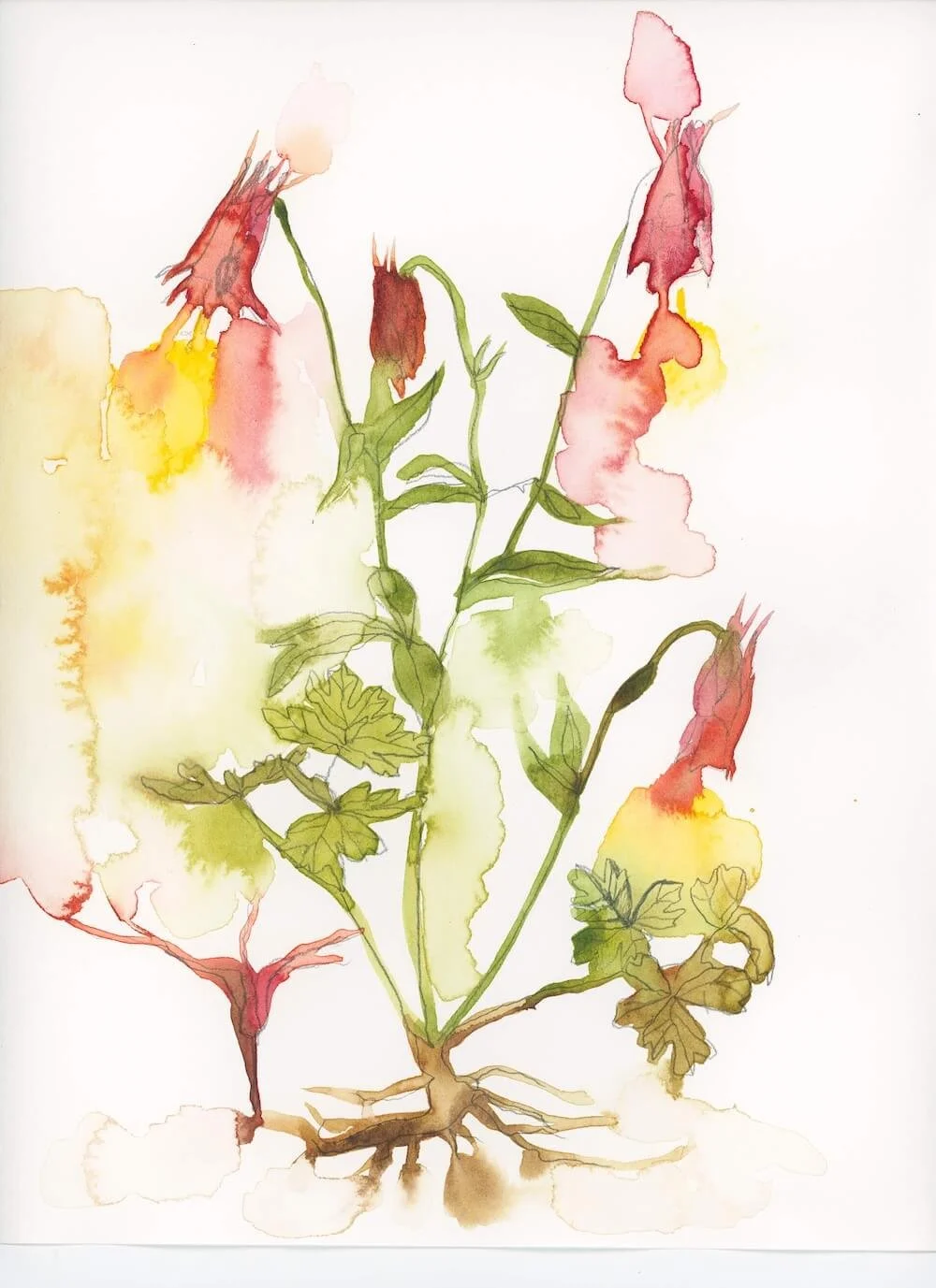 Columbine flower for manuscript critique service