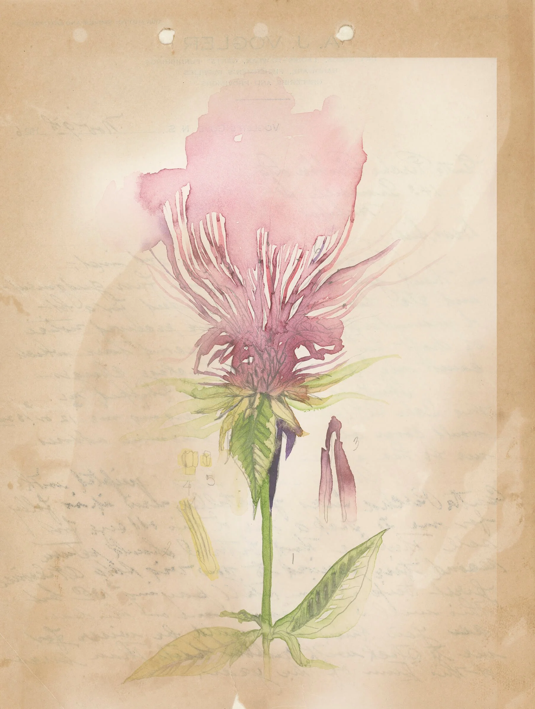 Bee balm painted on historic document partial edit good for