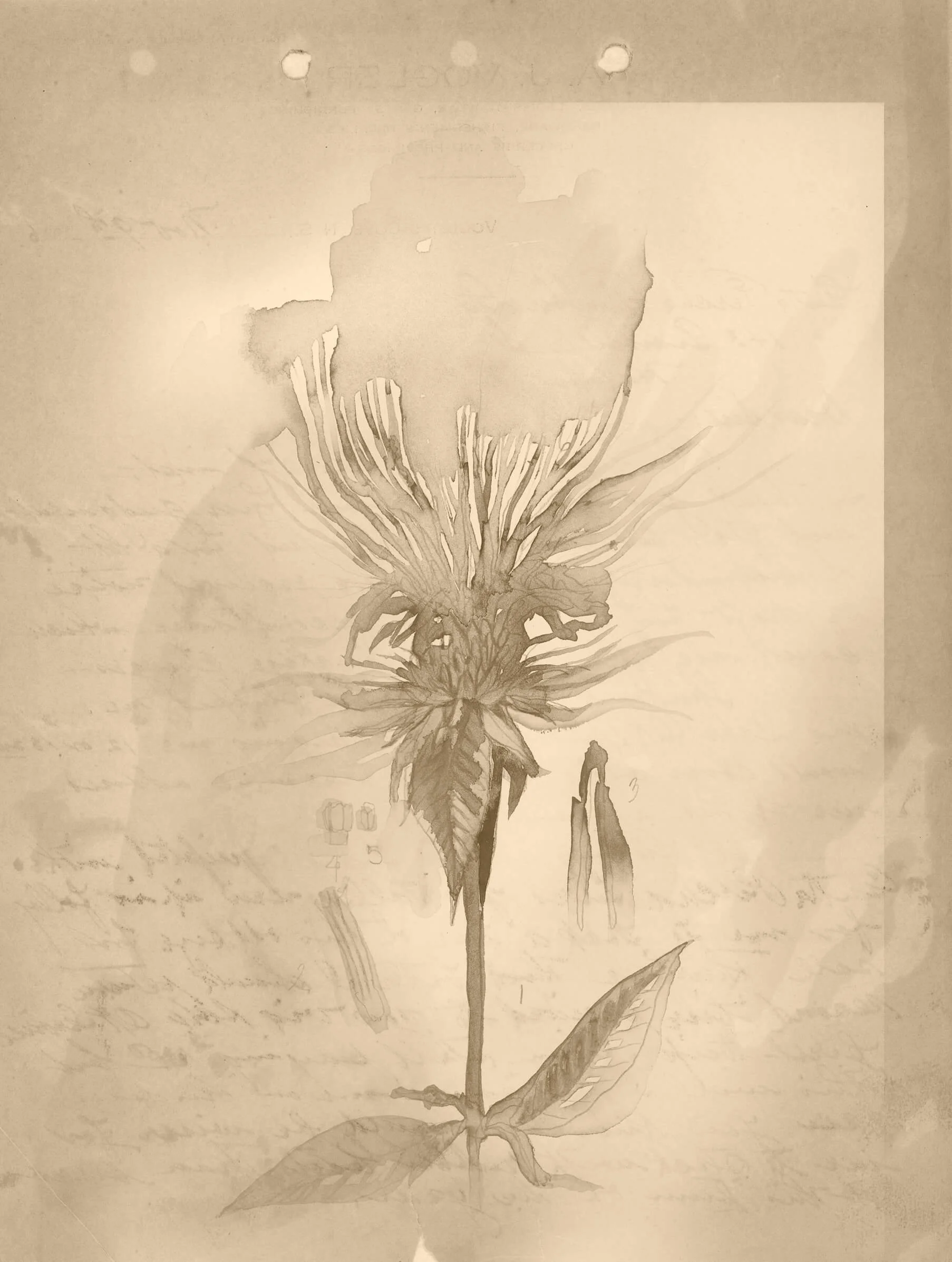 Bee balm painted historic document gray scale