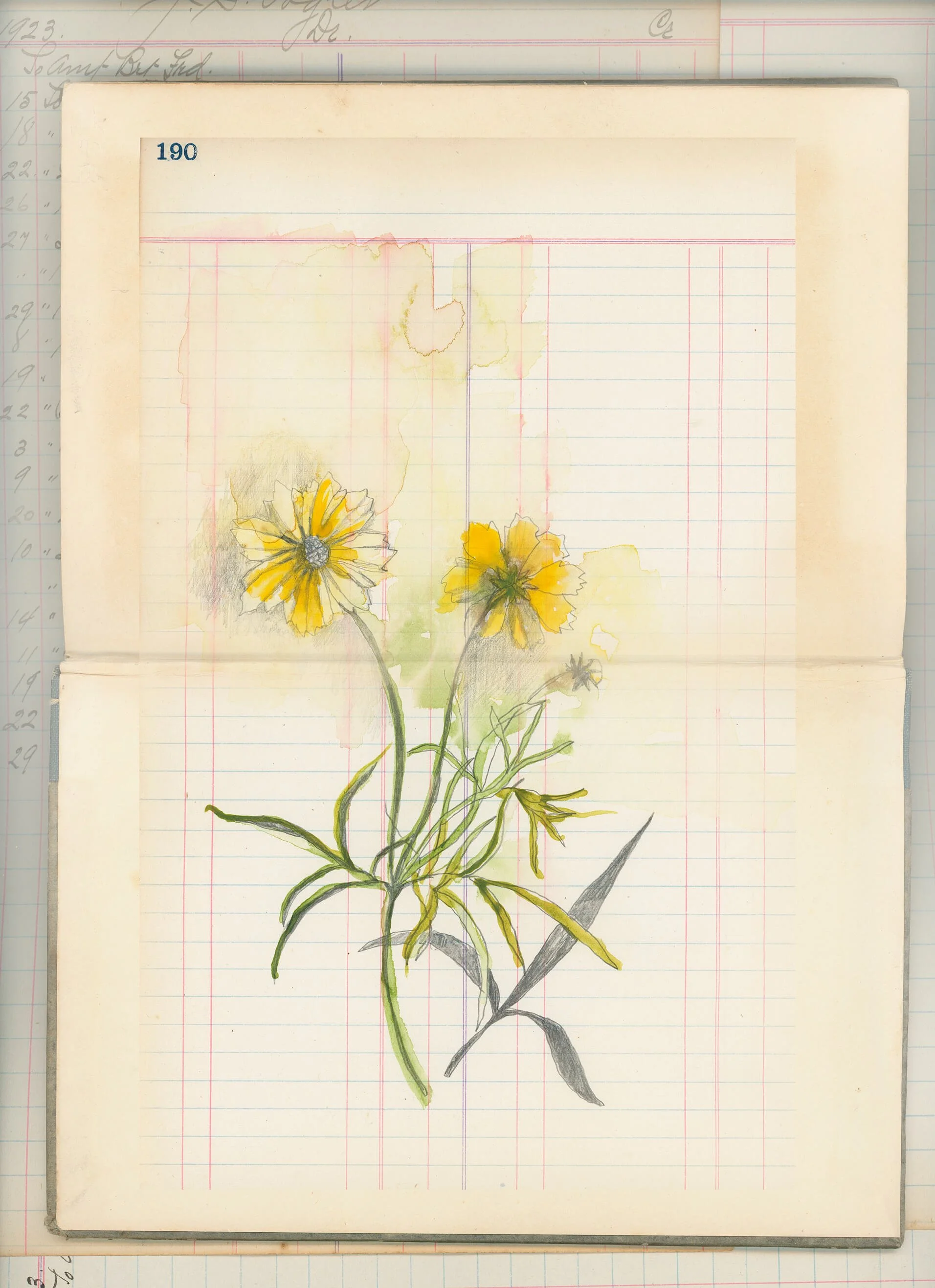 Coreopsis flower what is query letter review good for