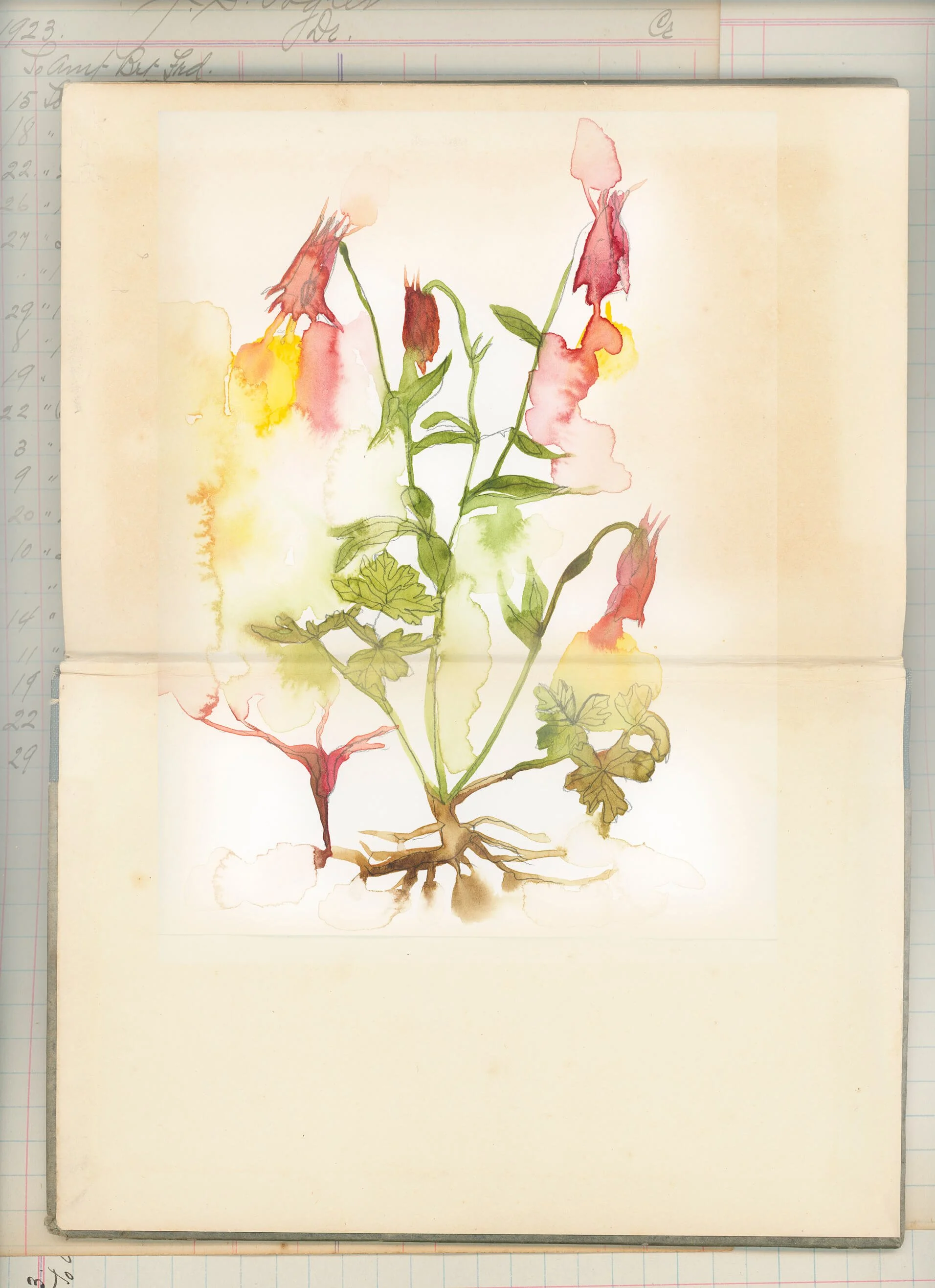 columbine flower painted on historic book manuscript critique