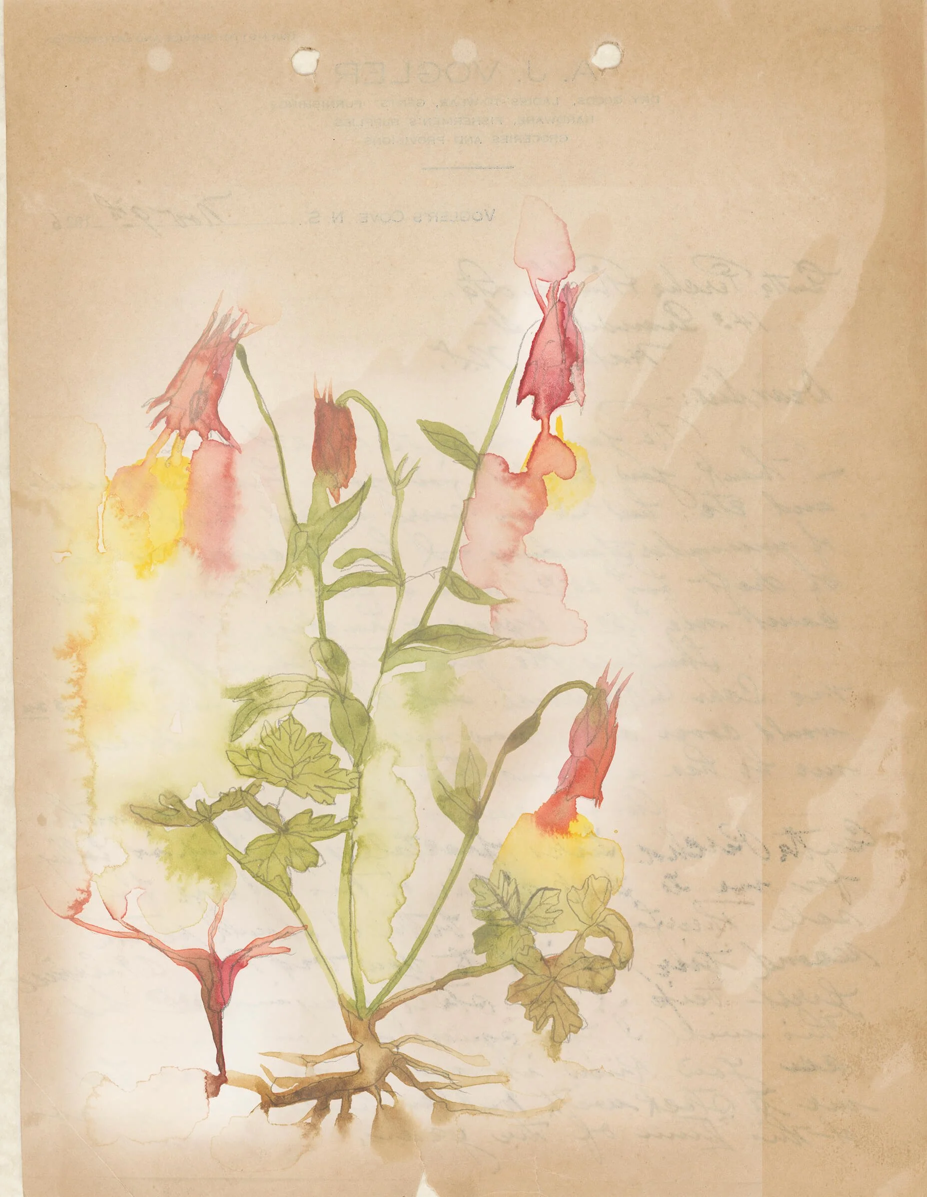 Columbine painted on historic paper critique good for