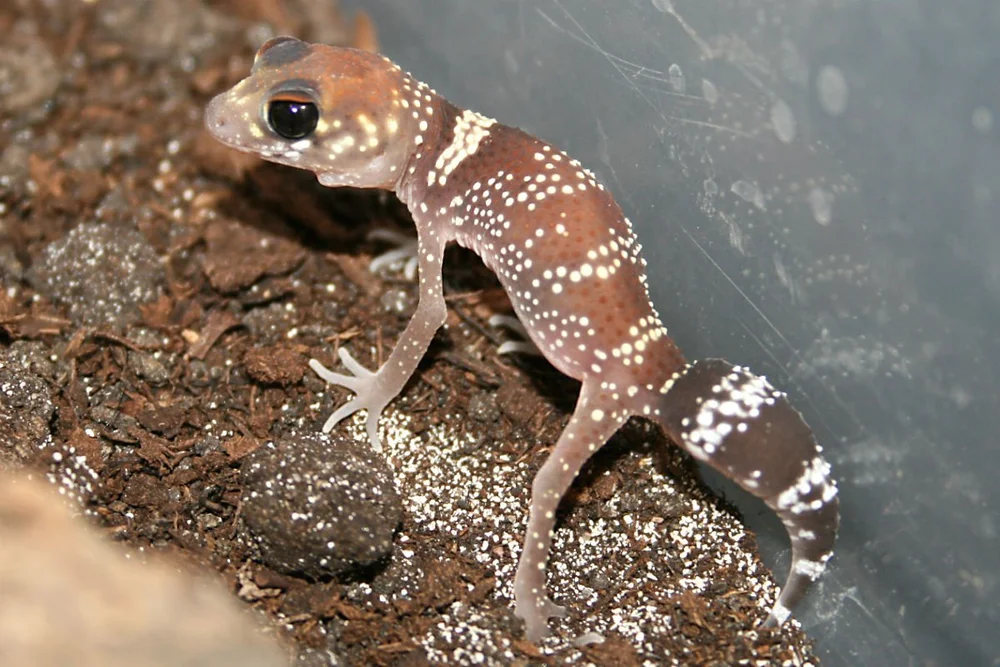 Supreme Gecko — Scaled Up Reptile Expo