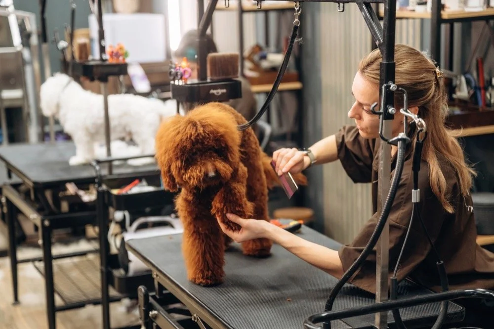 Dog groomer working with a client’s pet inside a grooming studio, representing small business website design and local SEO services for Chino and Inland Empire businesses.