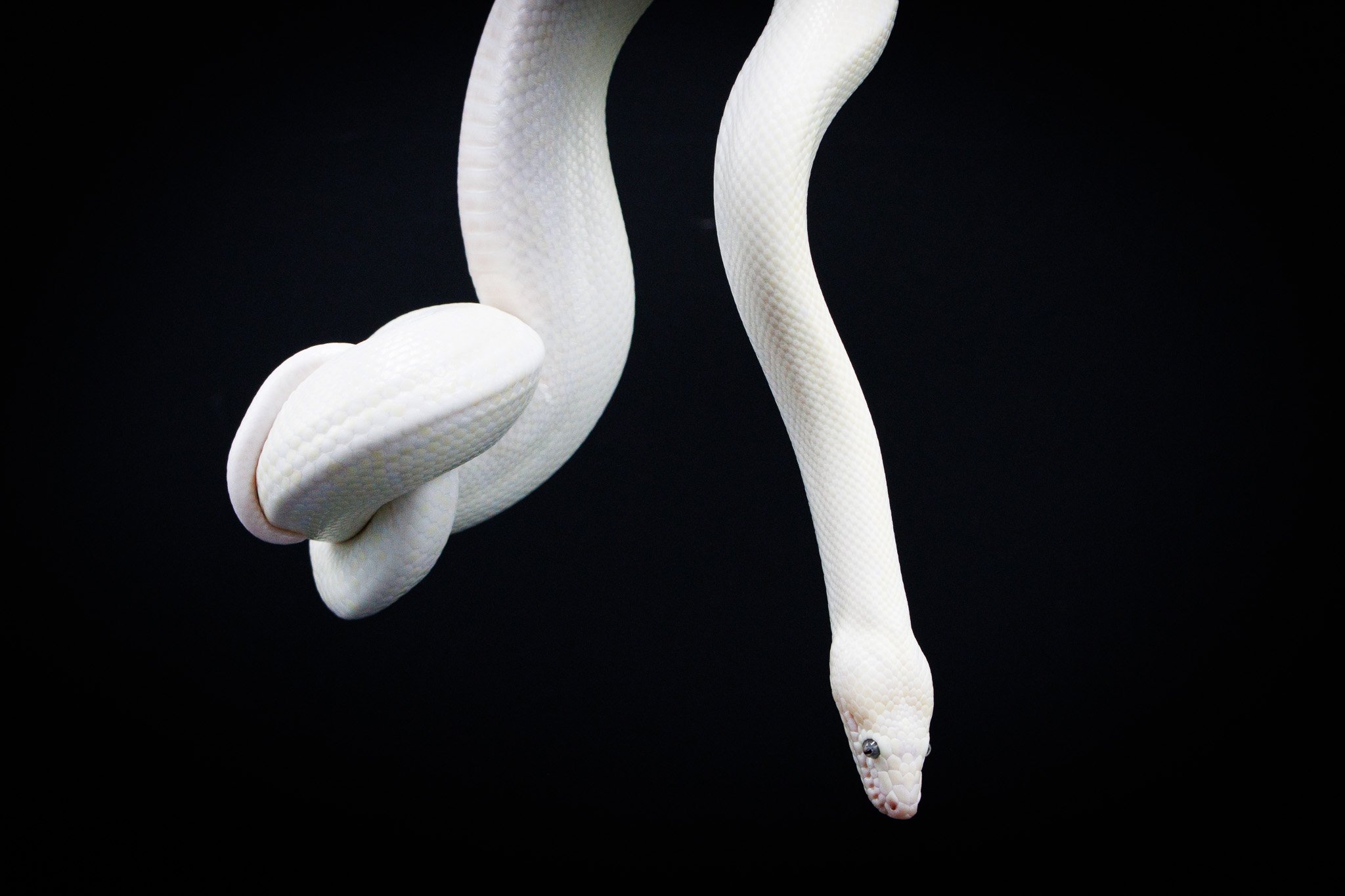 White Snake (Columbian Rainbow Boa)