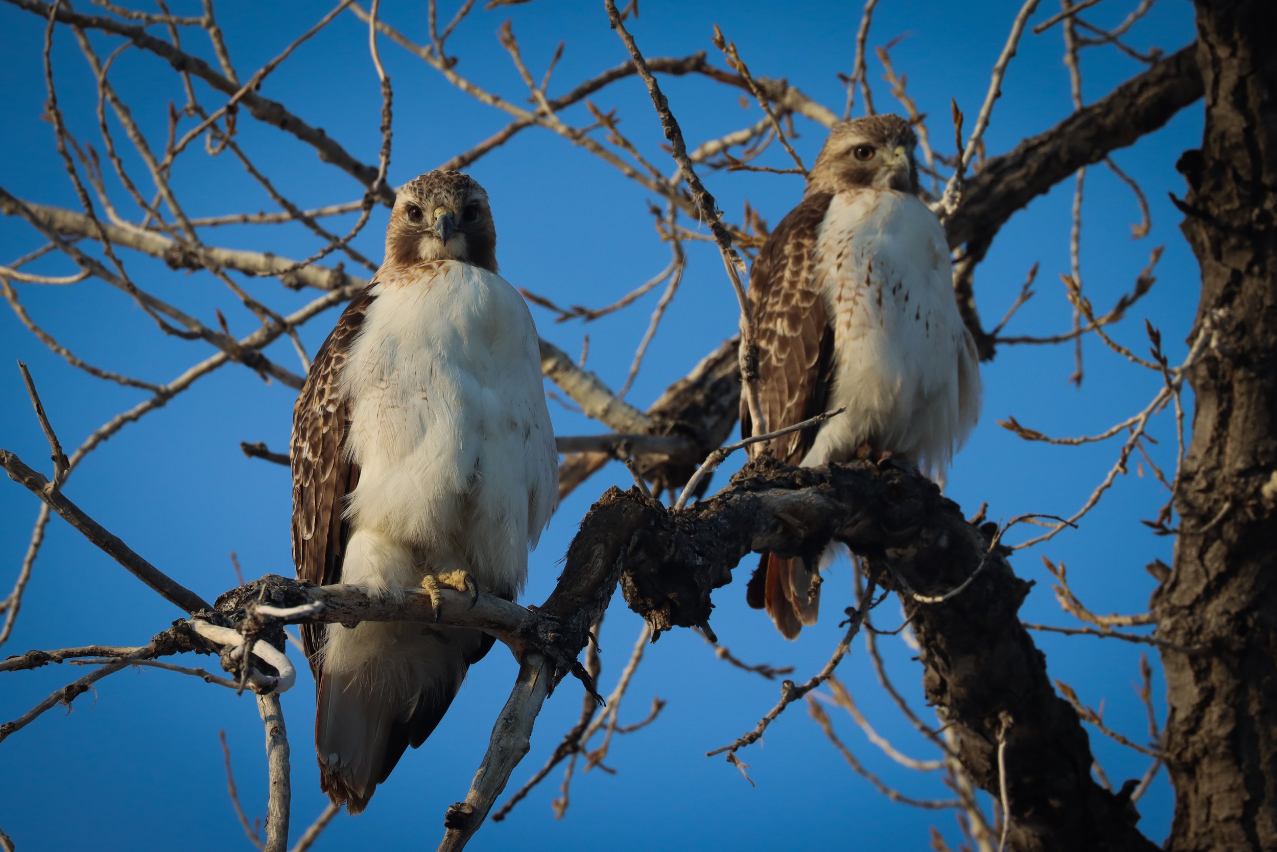 Twin Hawks