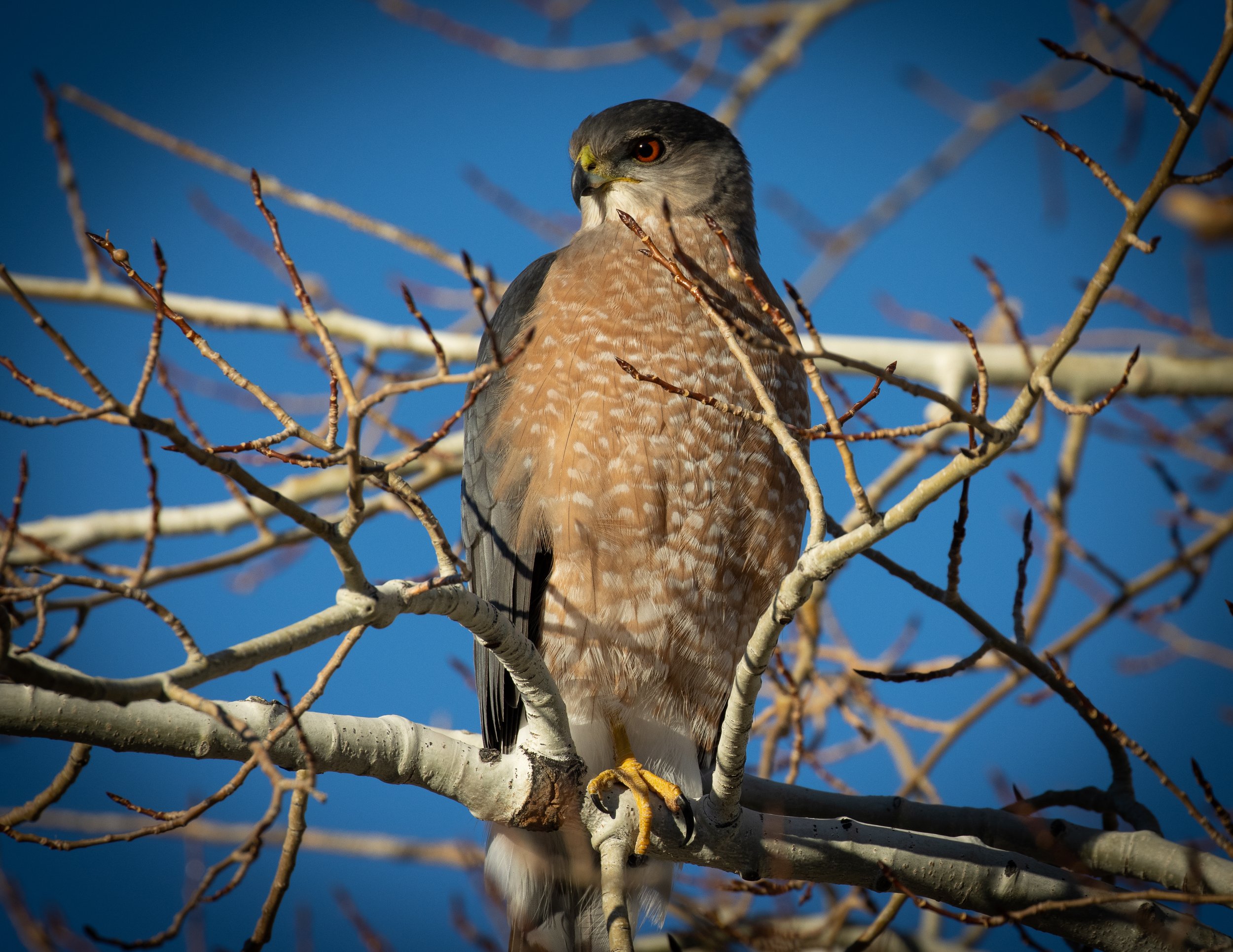 Cooper's Hawk