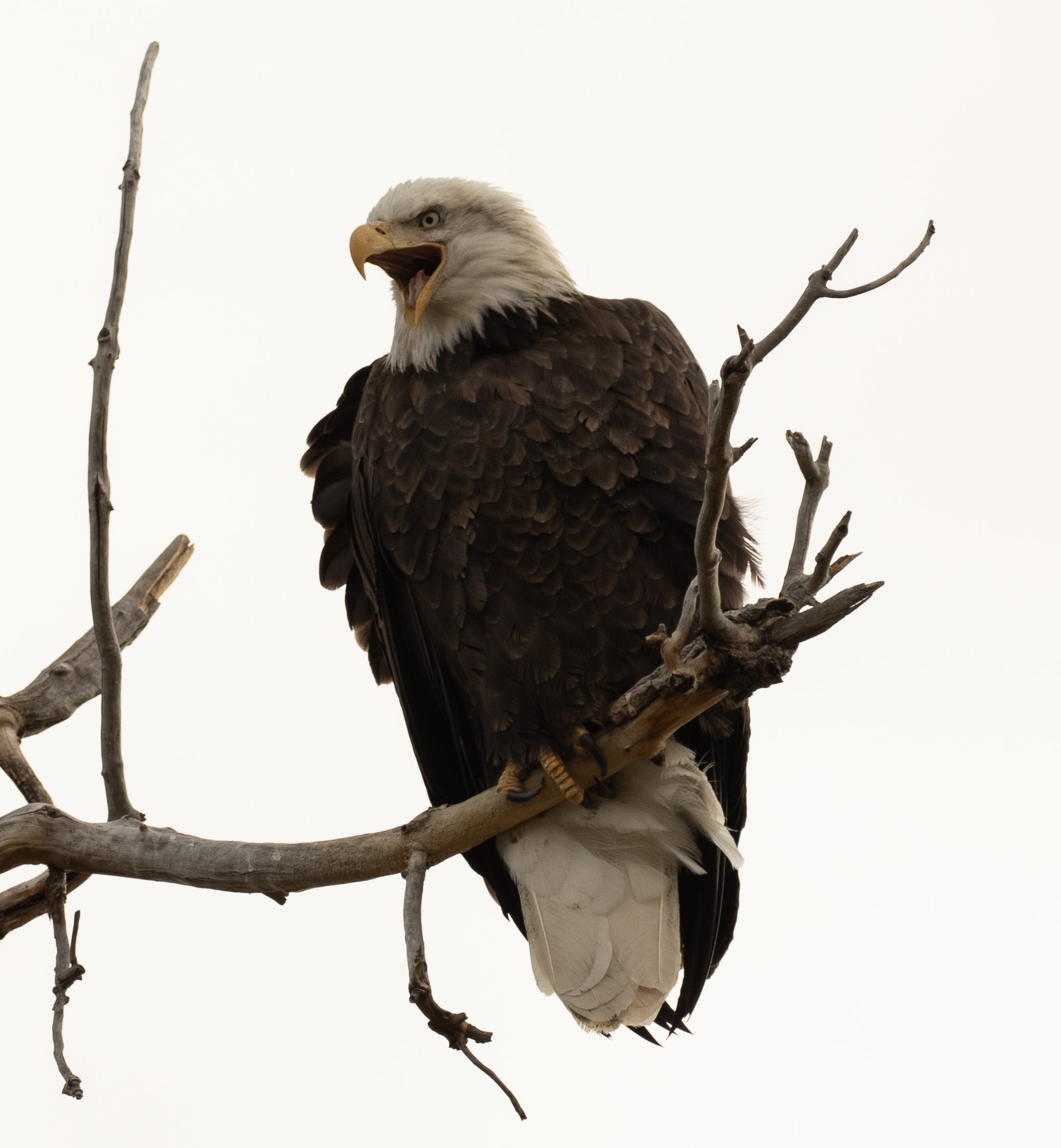 Majestic Eagle