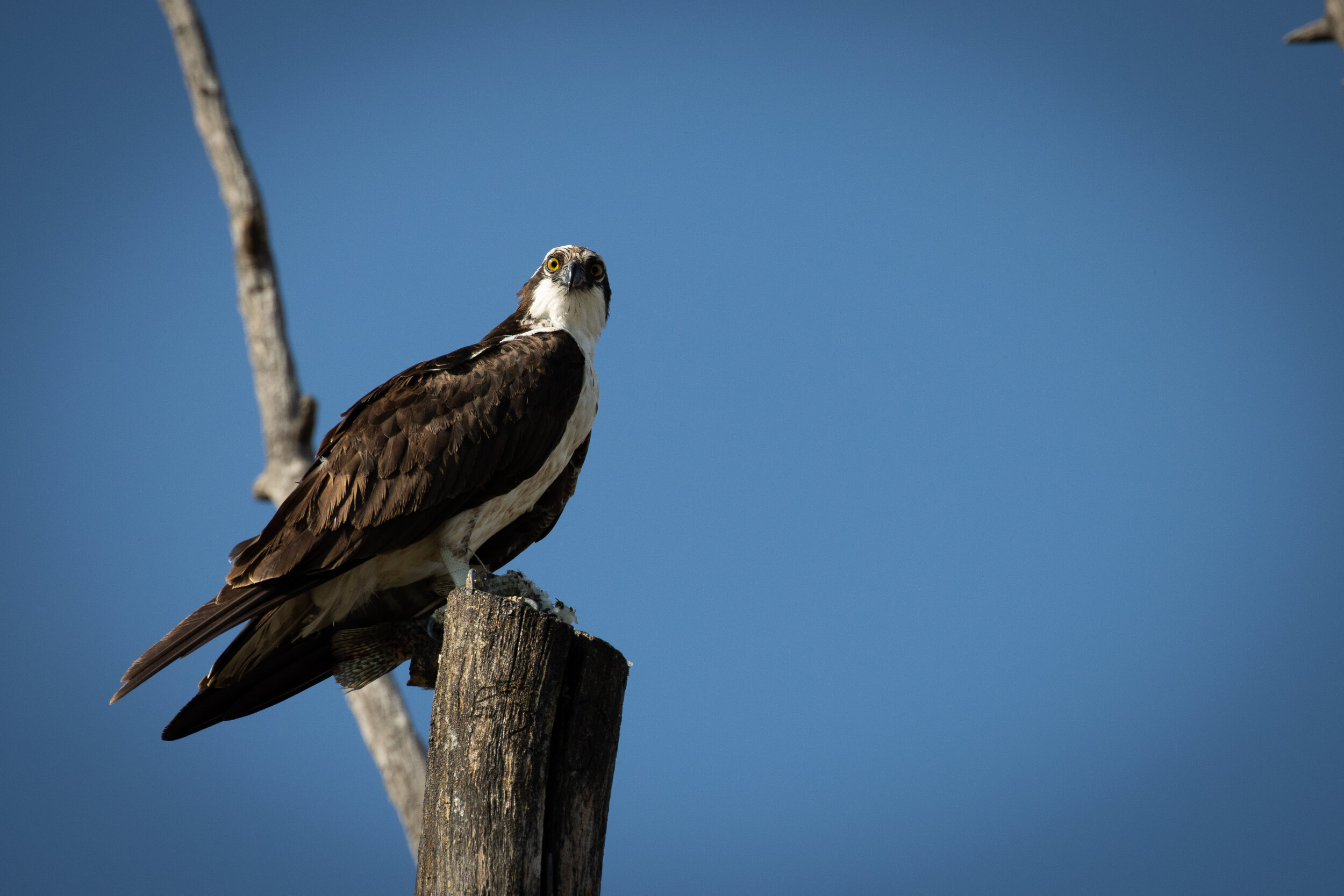 "Osprey with Fish"