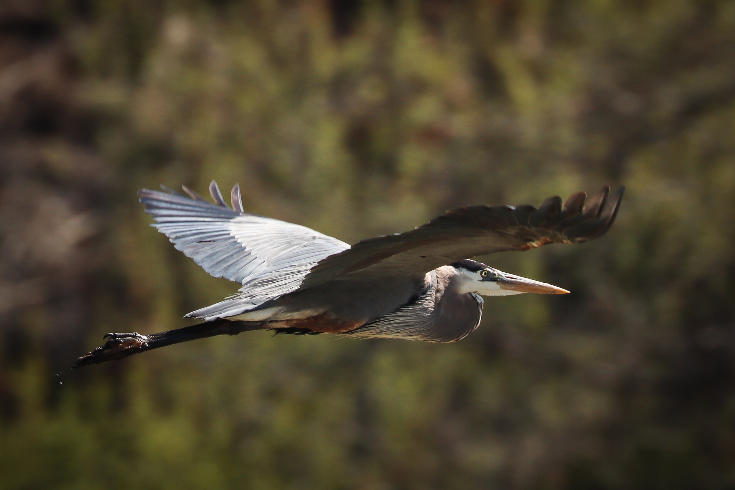 "Blue Heron Soaring"