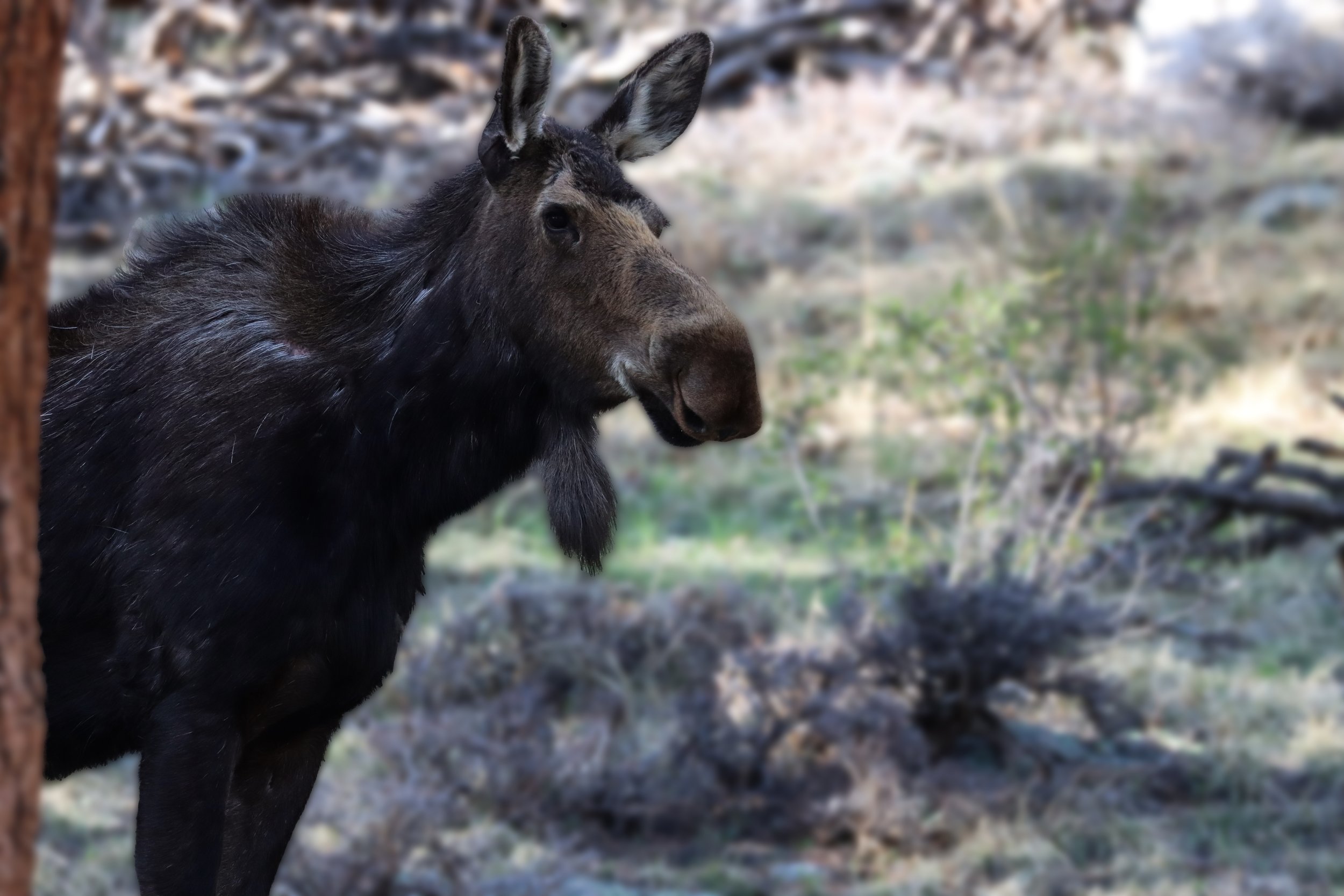 RMNP Moose