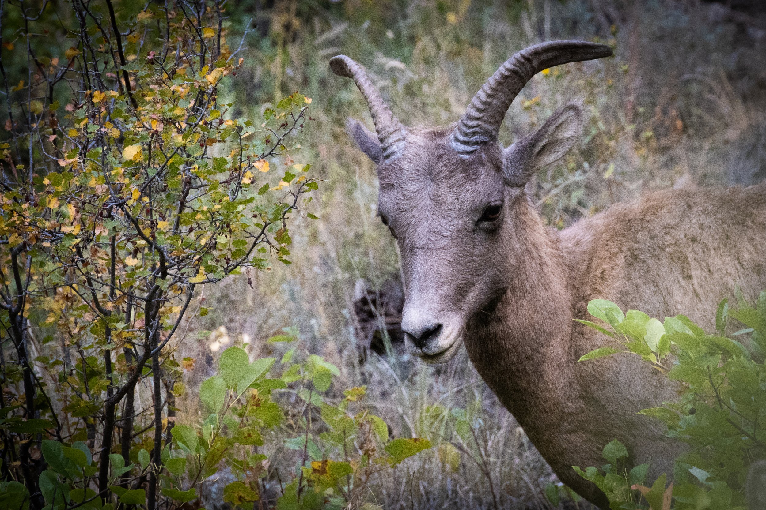 Mountain Sheep