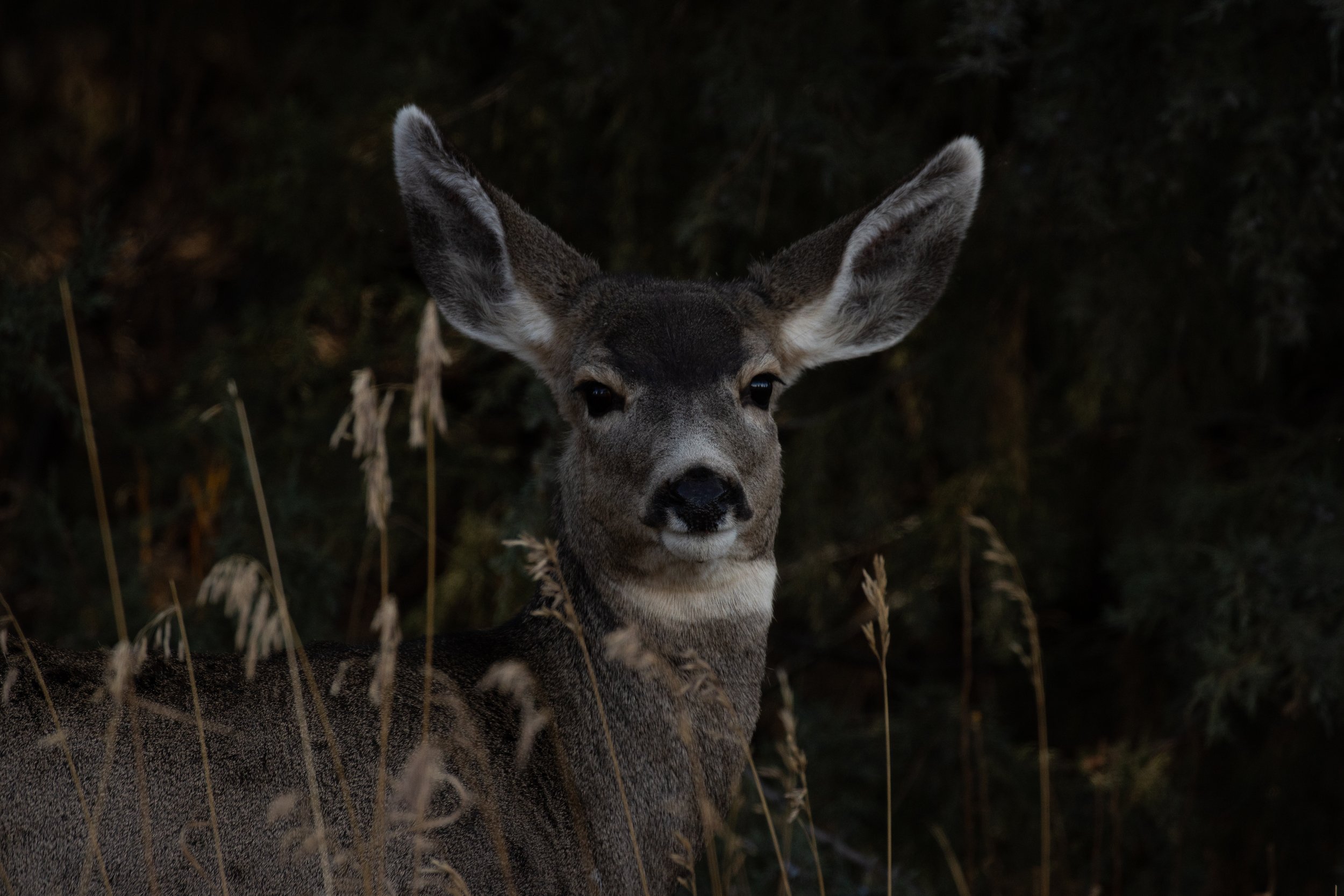 Lovely Deer