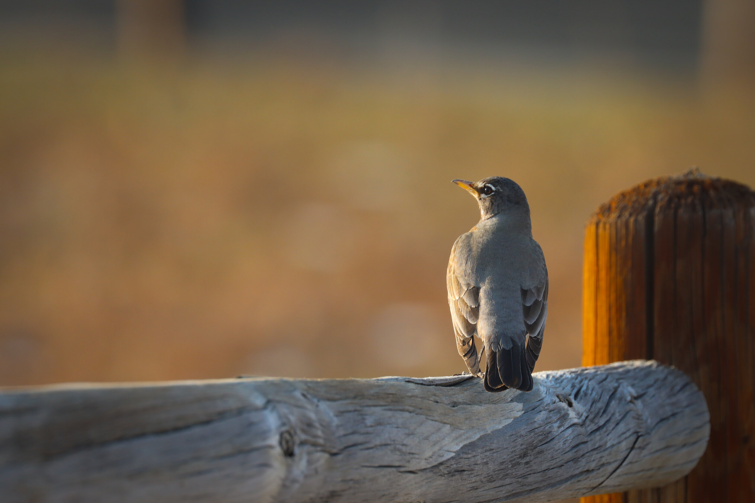 "Robin Sunset"