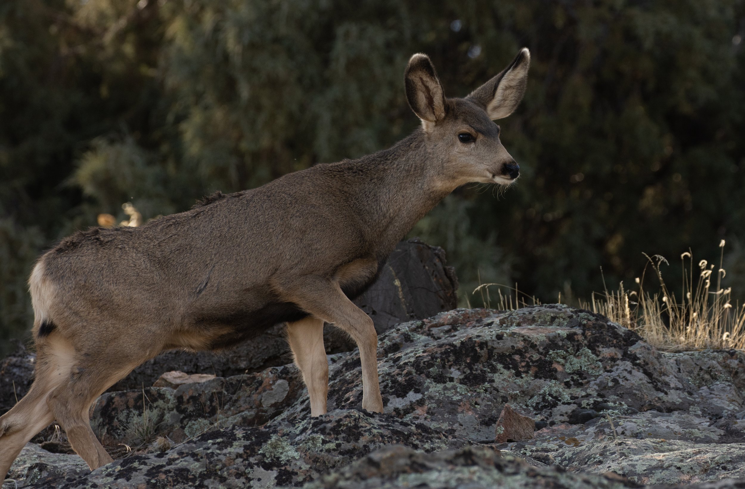 Cautious Deer