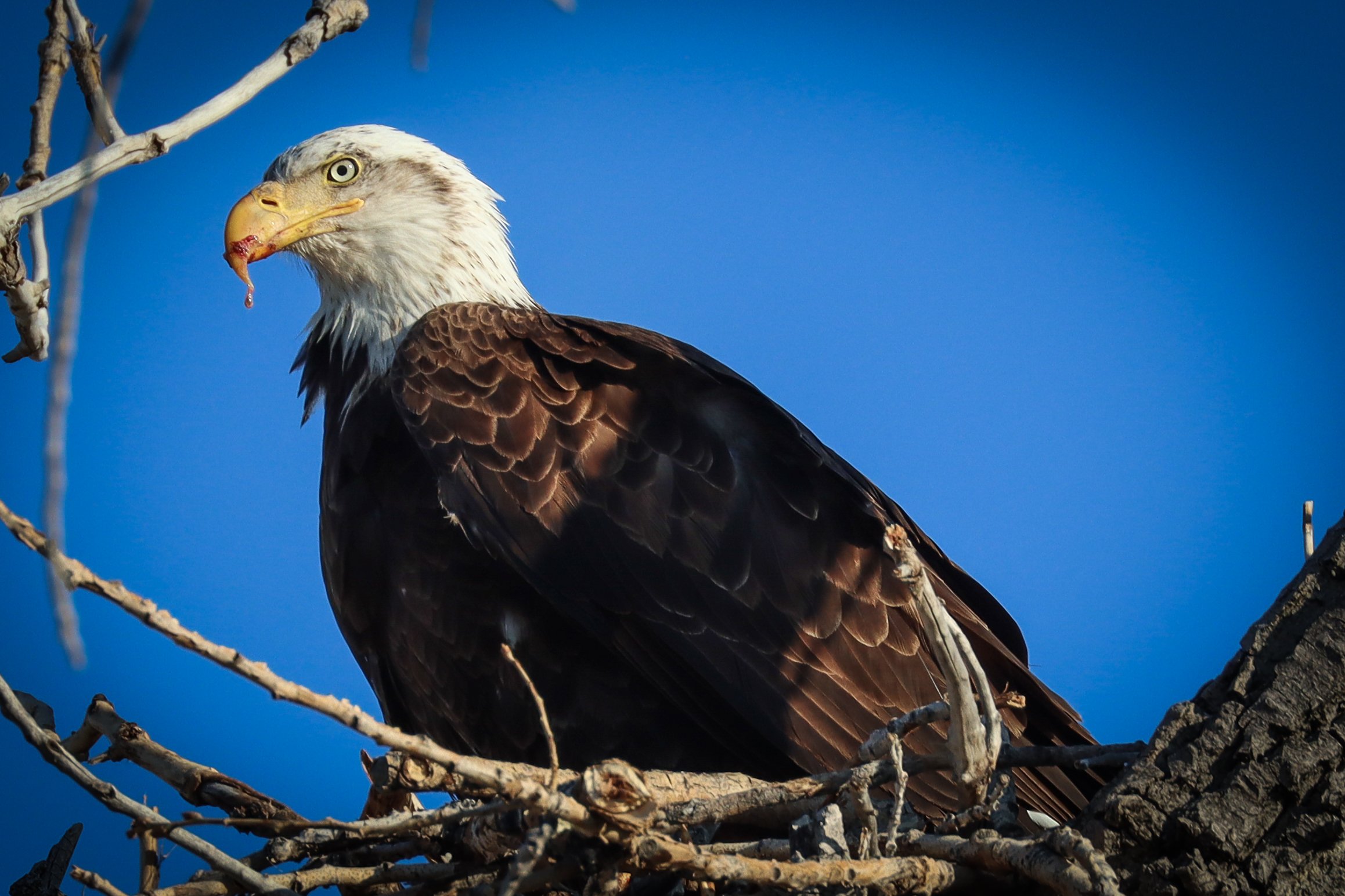 Freshly Fed Eagle