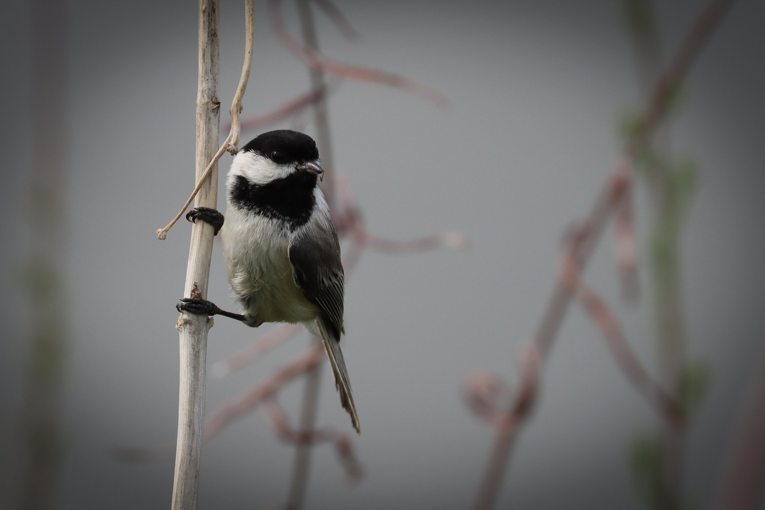 Black-Capped Chickadee