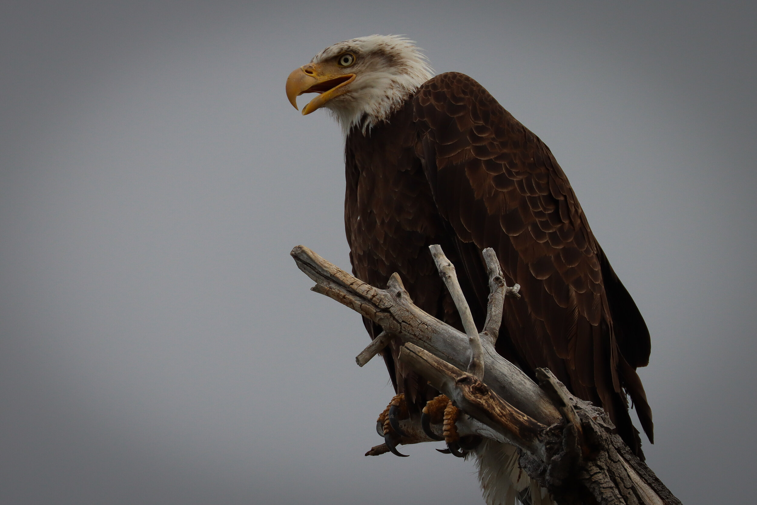 "Bald Eagle Perched"
