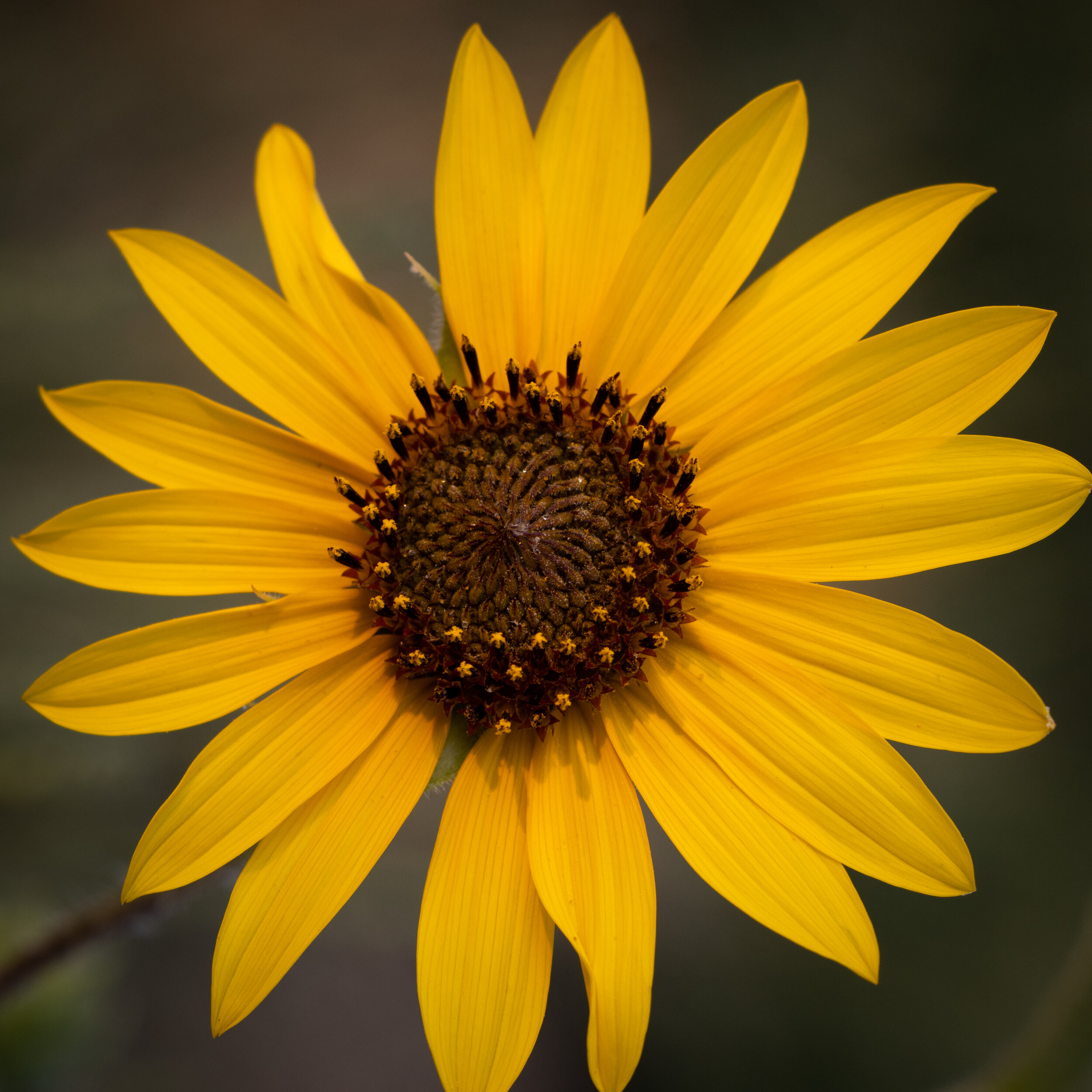 "Flower Close Up"